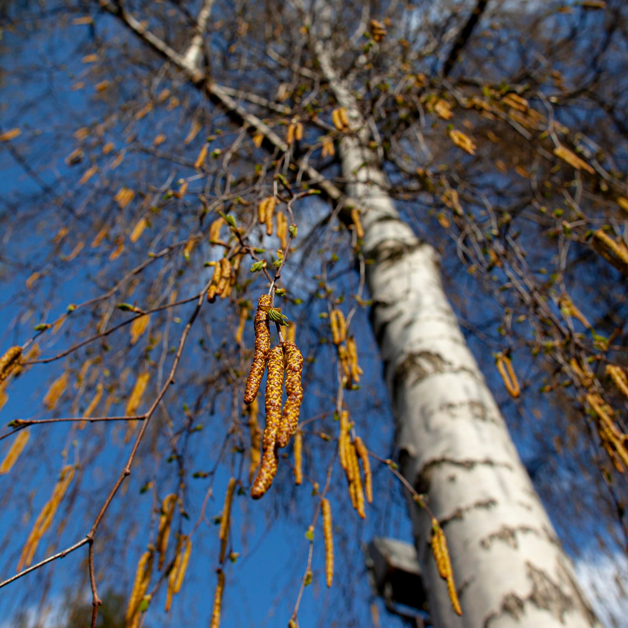 Uglich is a historical city of Russia
