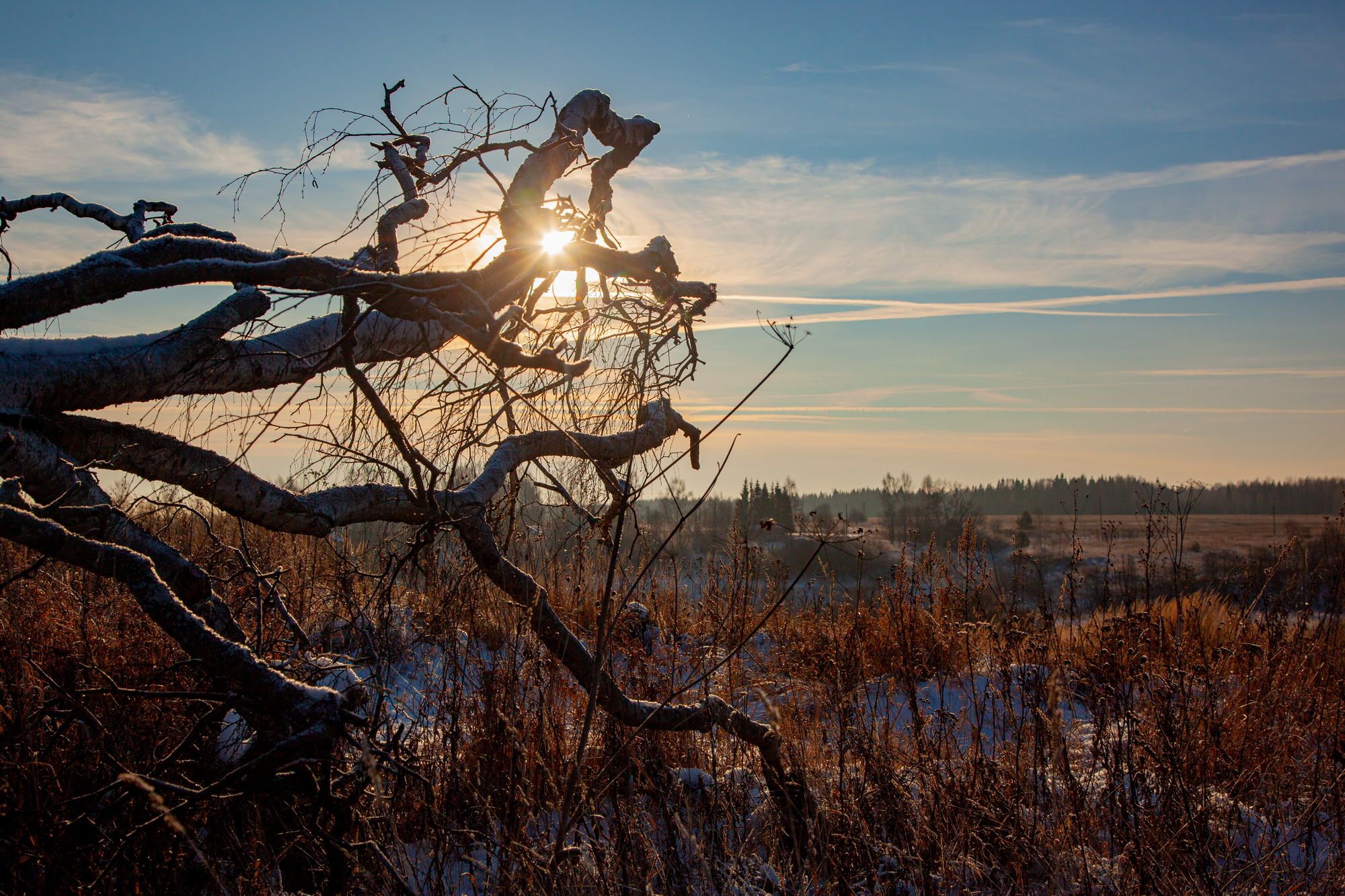 Old birch tree
