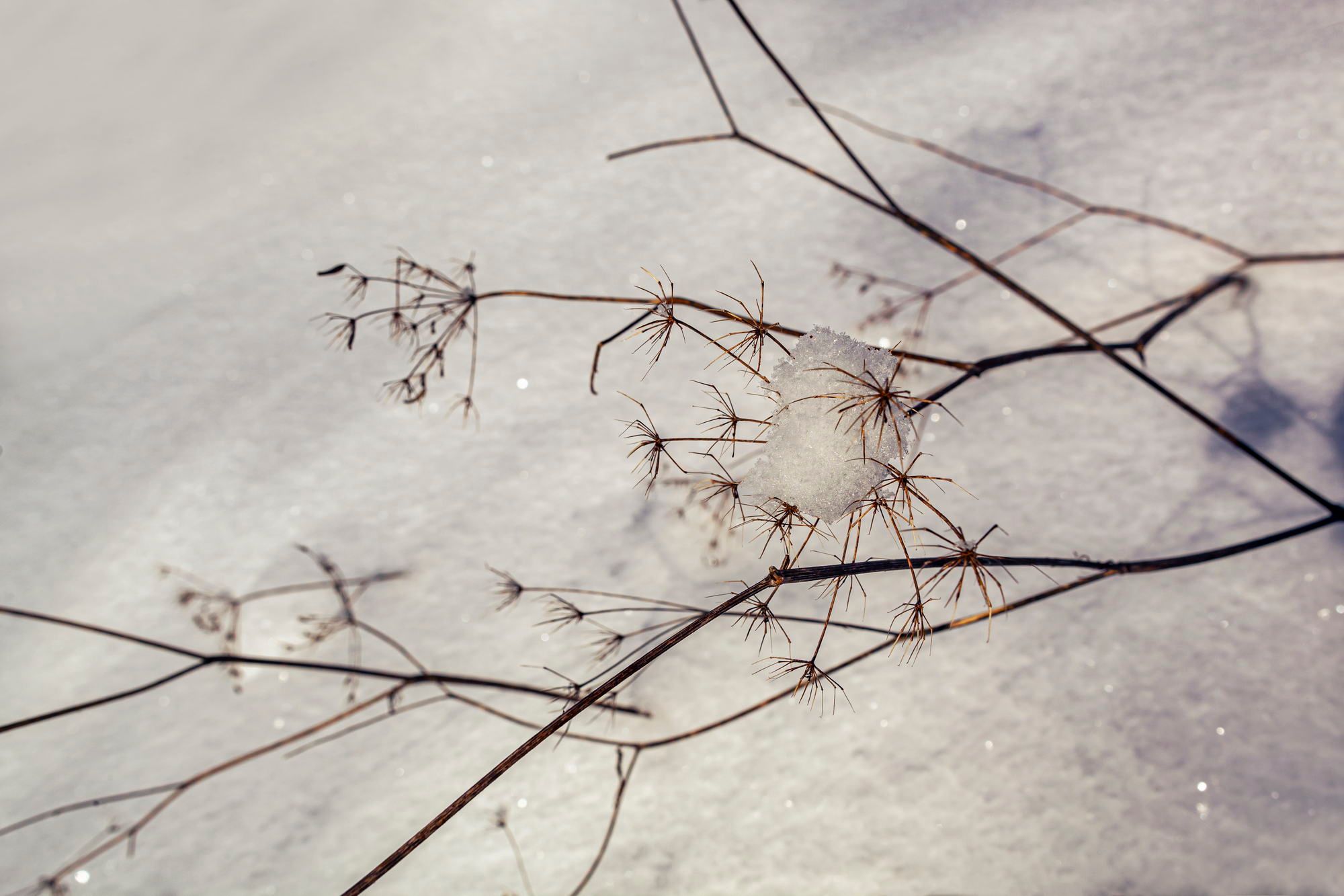 Winter nature is a source of inspiration