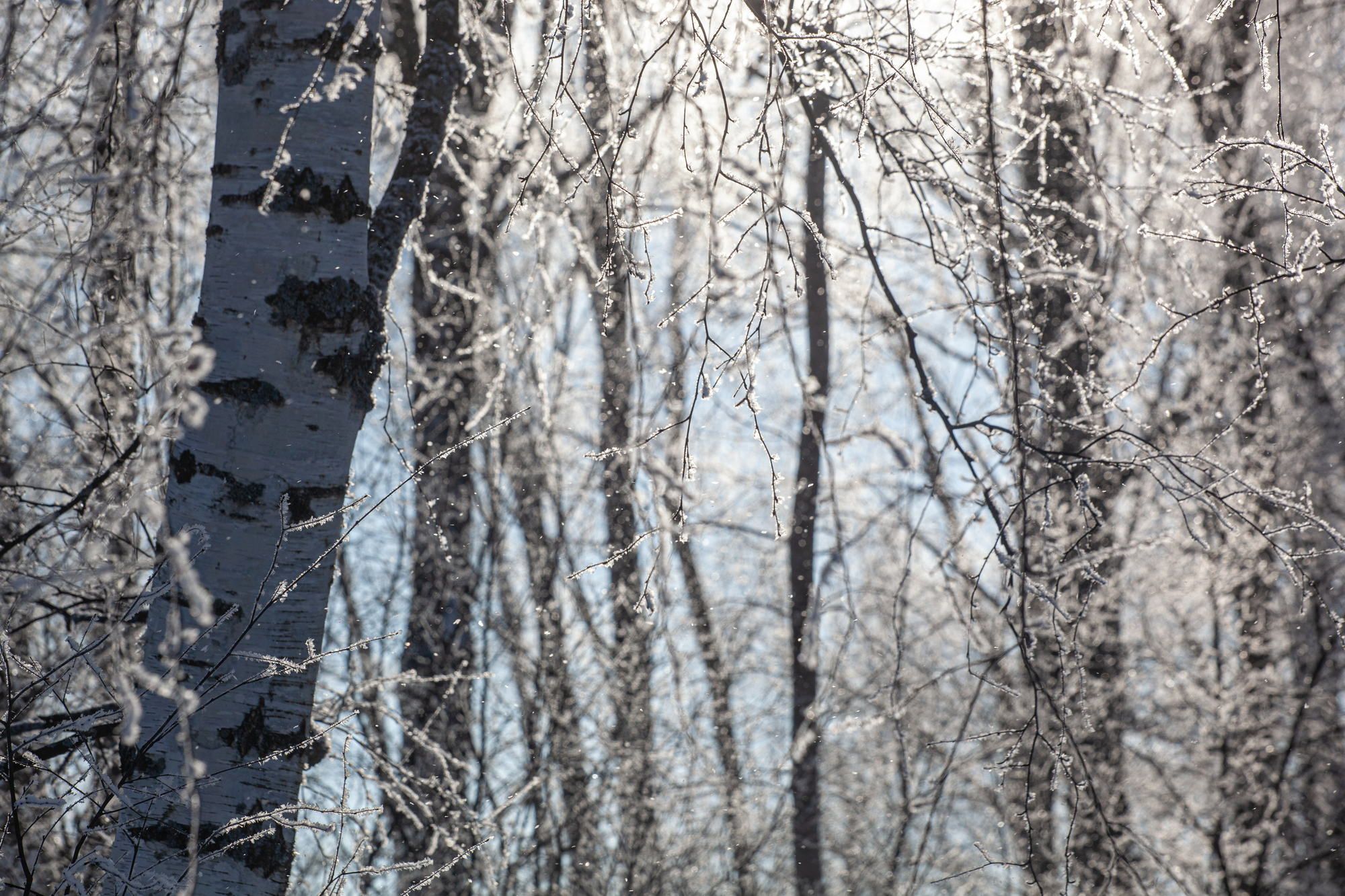 The beauty of Russian winter