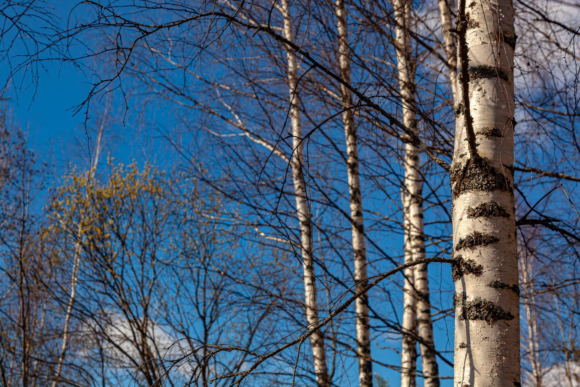 Blue sky and physics