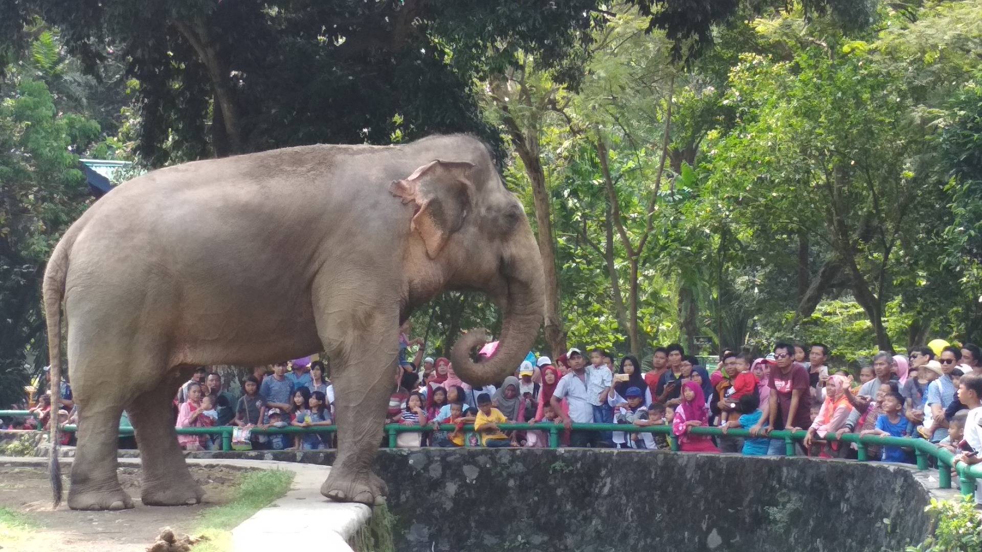 Visiting the zoo in downtown Jakarta