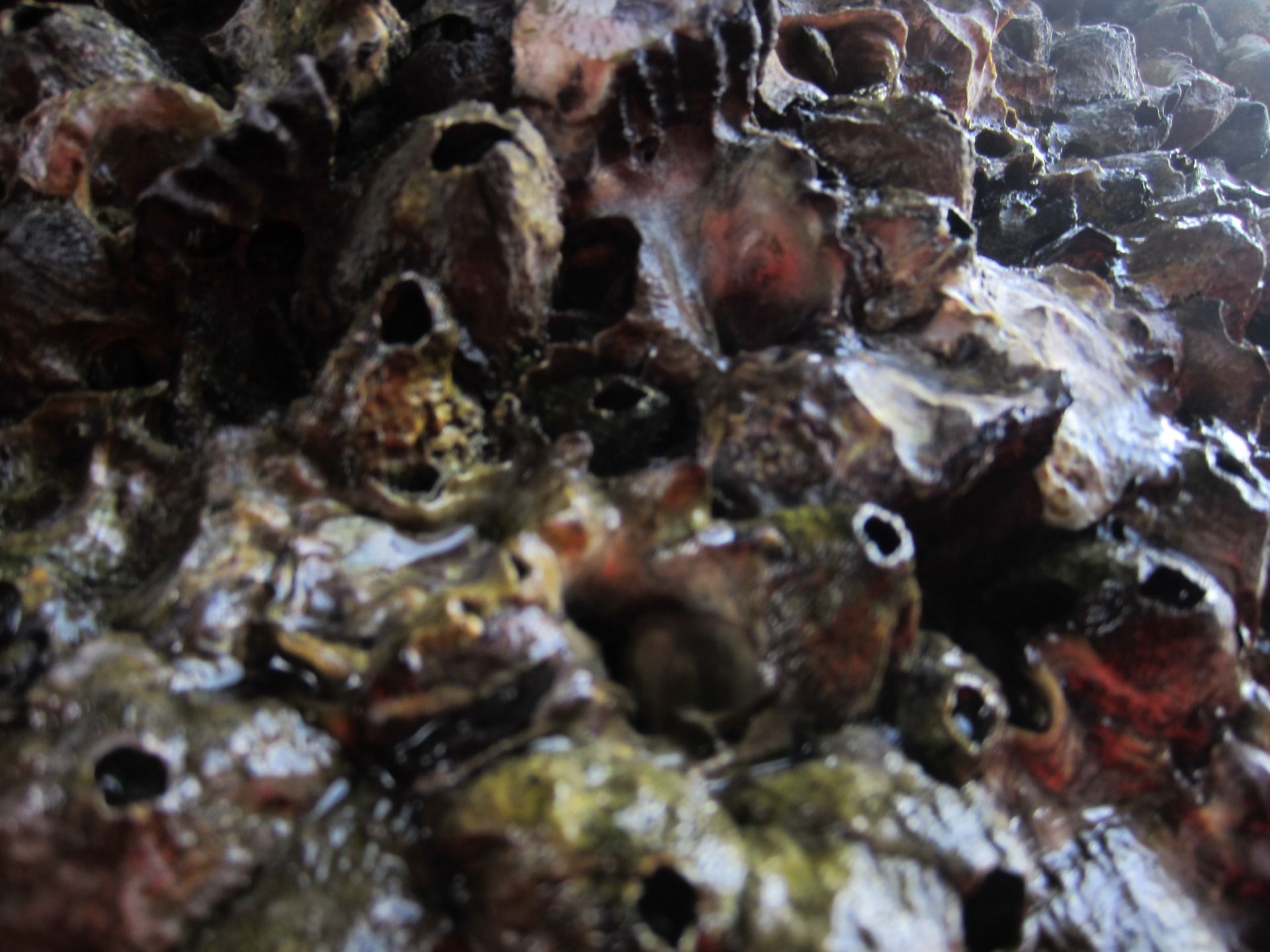 The growth is nice to see as the waves lap over the sea creatures bringing food and the right environment for these barnacles to thrive.