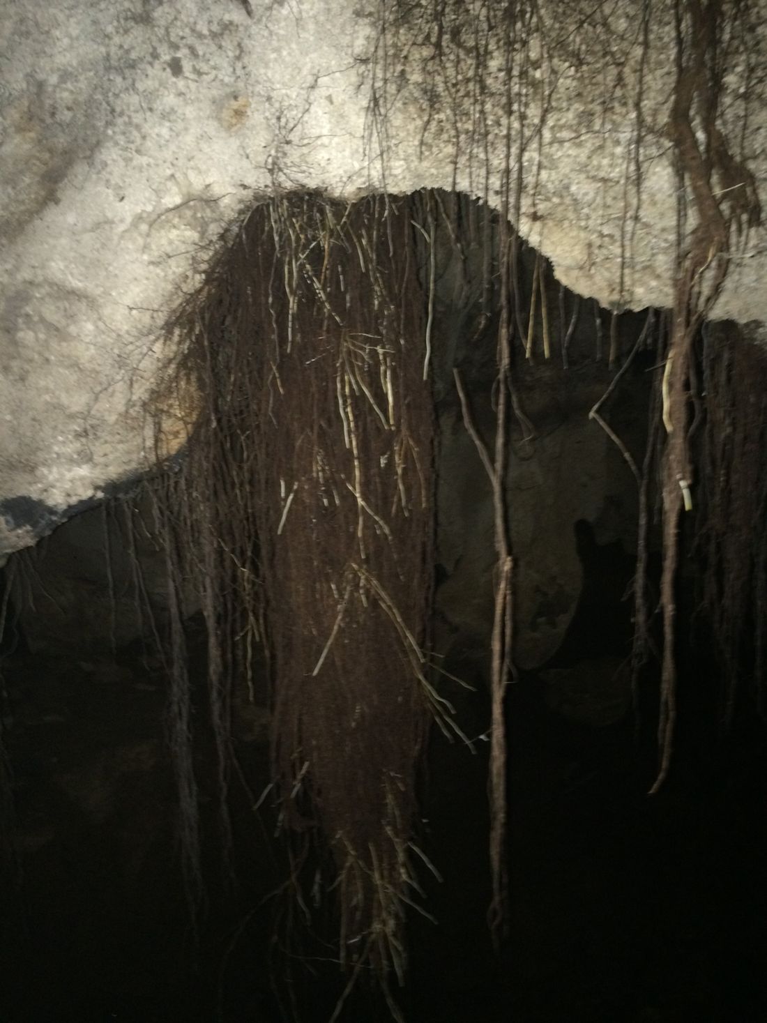 Lets get to the roots of all this.