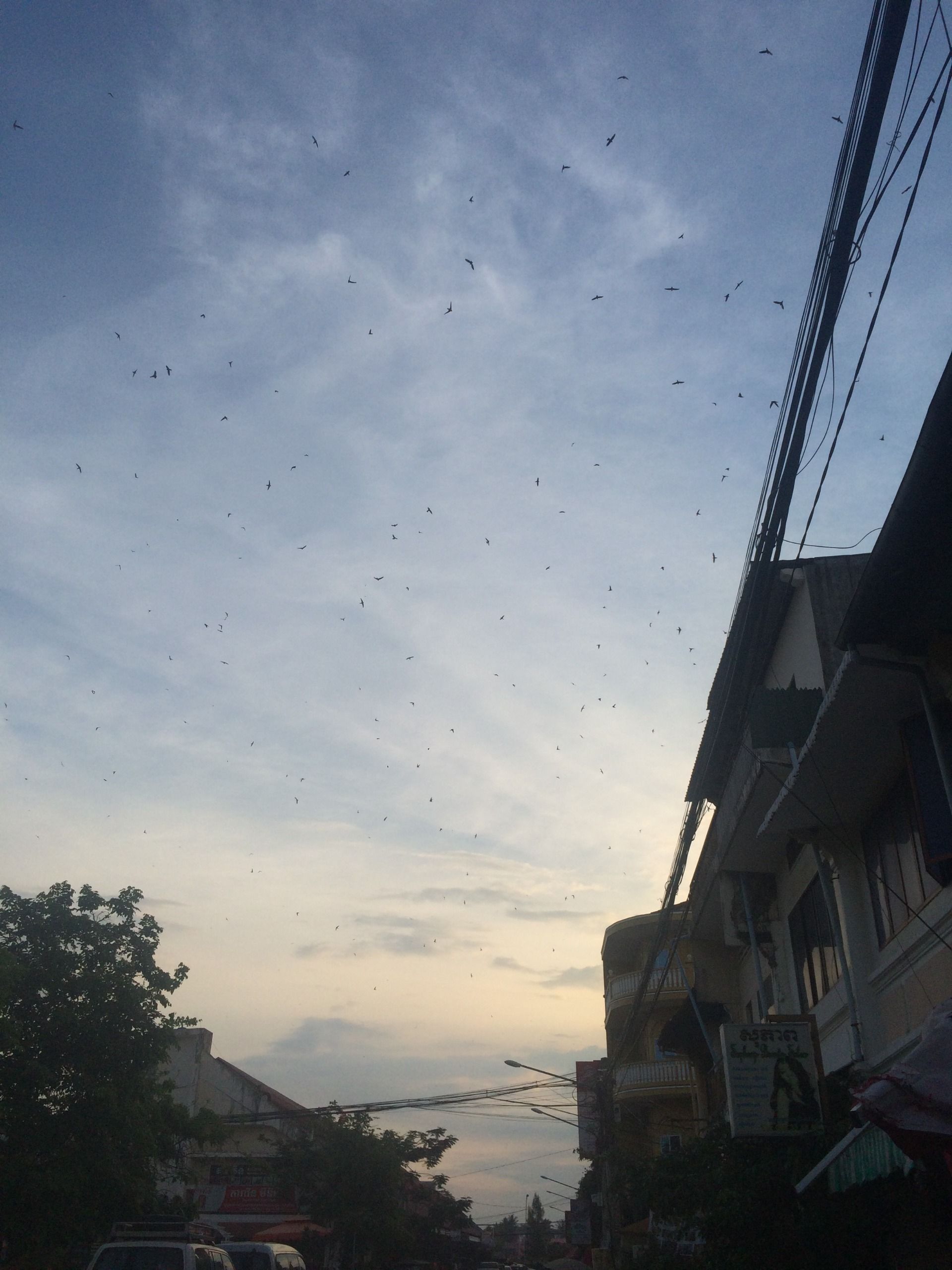 I like how they dance in the sky.