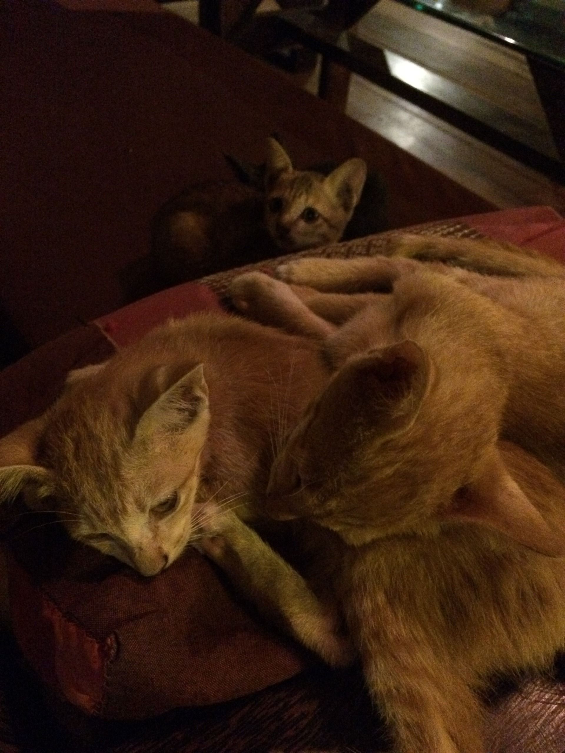 The cats still in a pile sleeping.