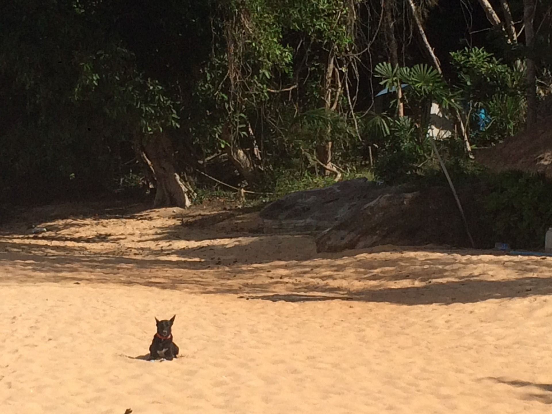 The island dog knows what is up.