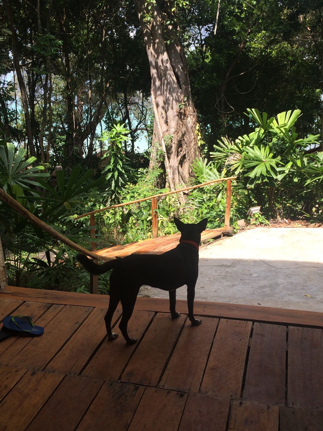 He looks ready to go and wader the beach. I know I am ready to get to the water and then go for a walk along the island.