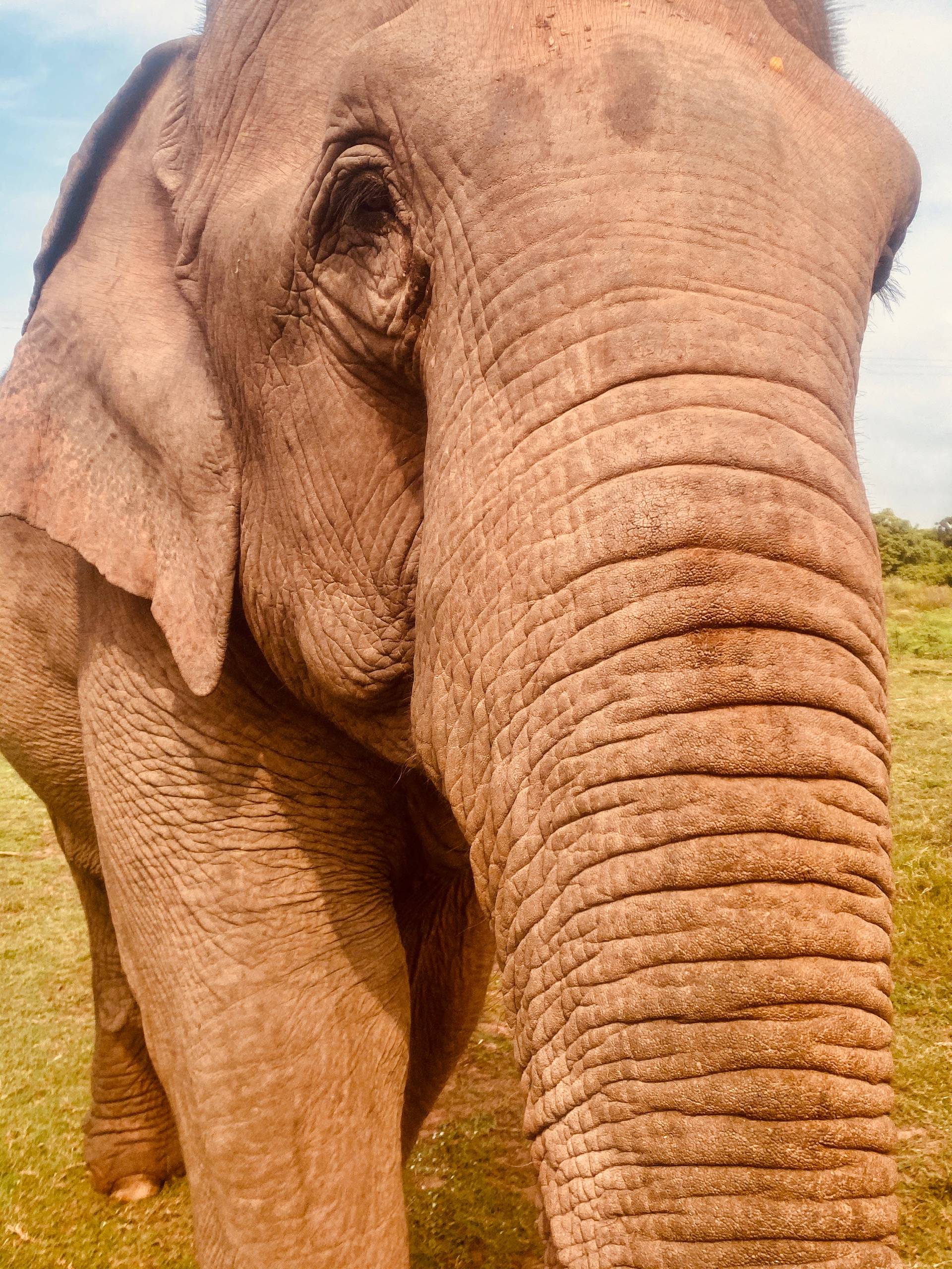 Eyes That Never Forget - ELEPHANT SANCTUARY in Vang Vieng