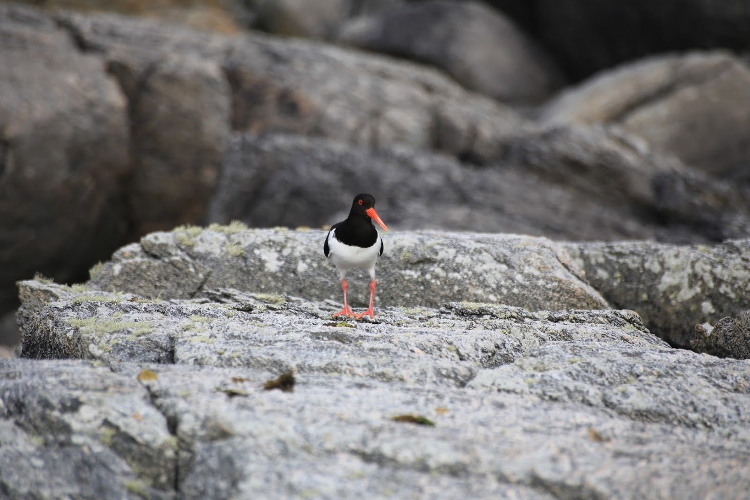 A tu chyba Ostrygojad zwyczajny | I think this one is Eurasian oystercatcher