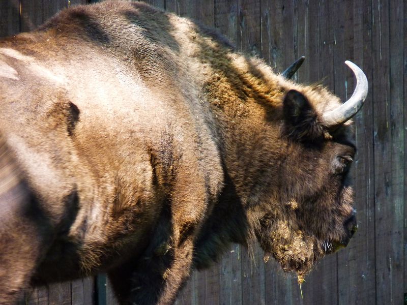 European bison Show Reserve in the Primeval Białowieża