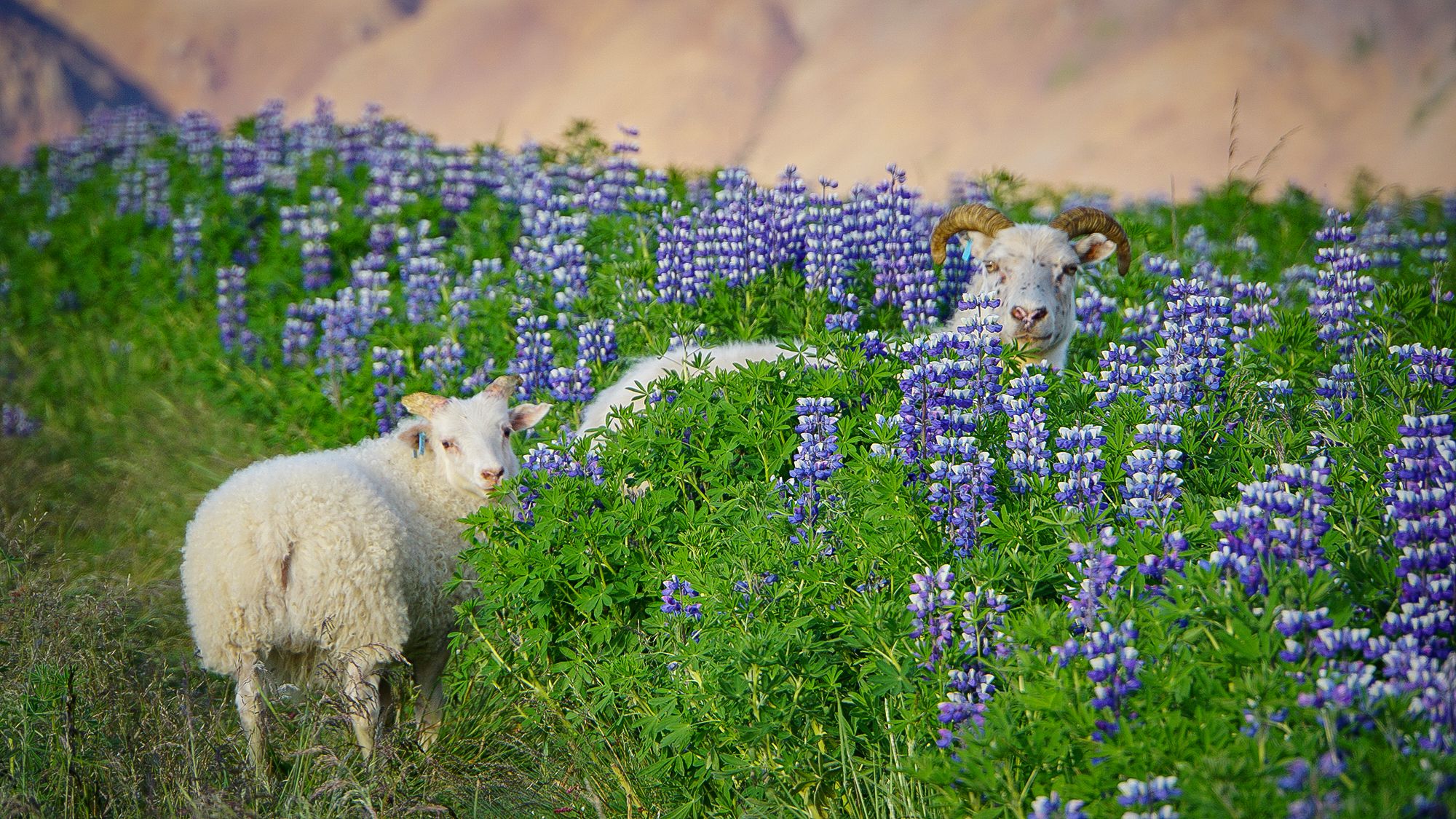 Travel Advice - Weekly Round-Up #425