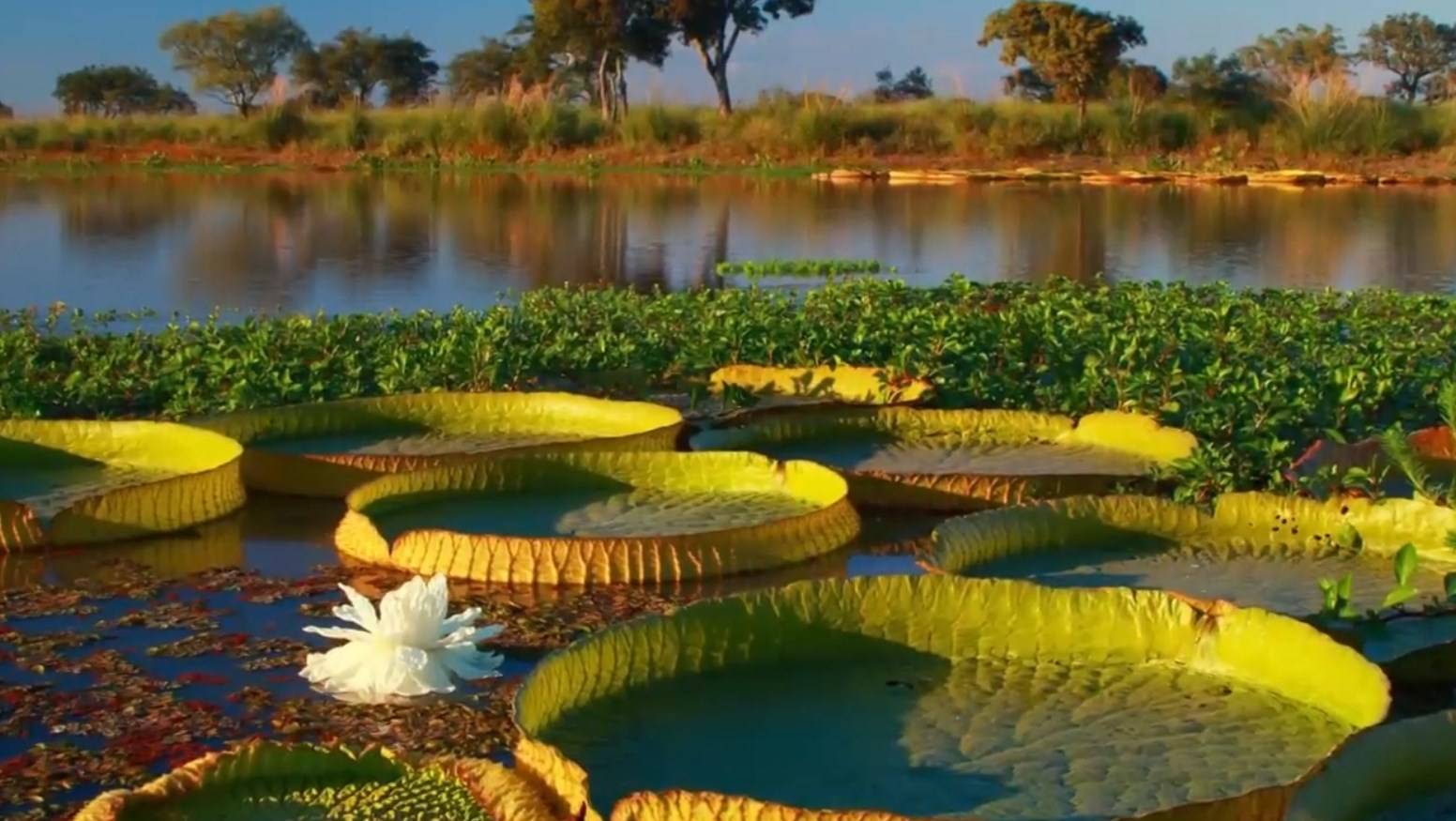 It includes a large number of islands, streams, lagoons and streams near the Paraná river.