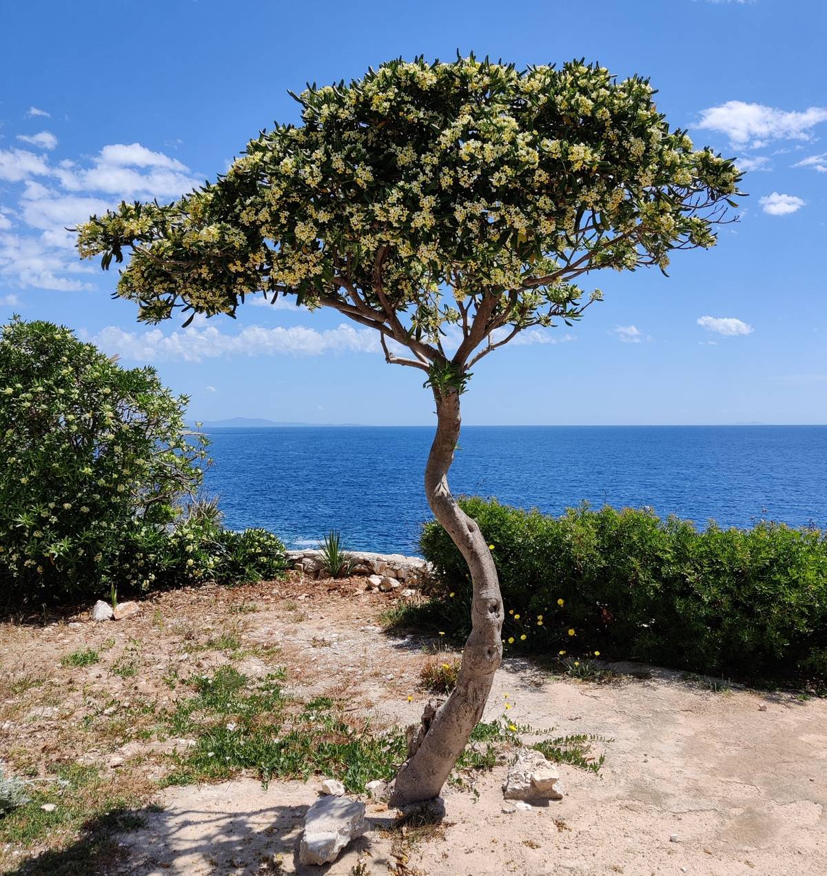 Beautiful tree at the coast