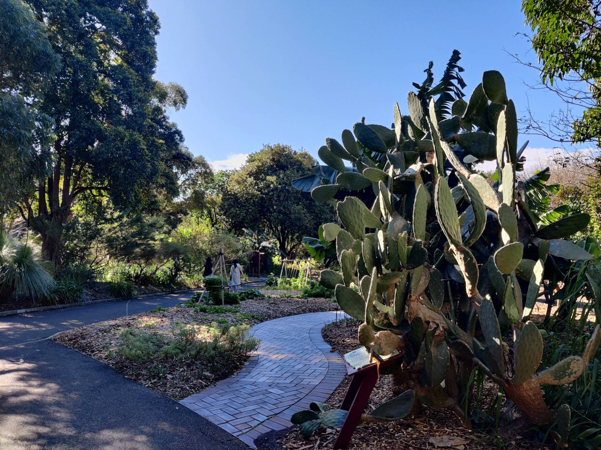 Strolling to Work: Sydney Botanic Gardens (Australia).jpg