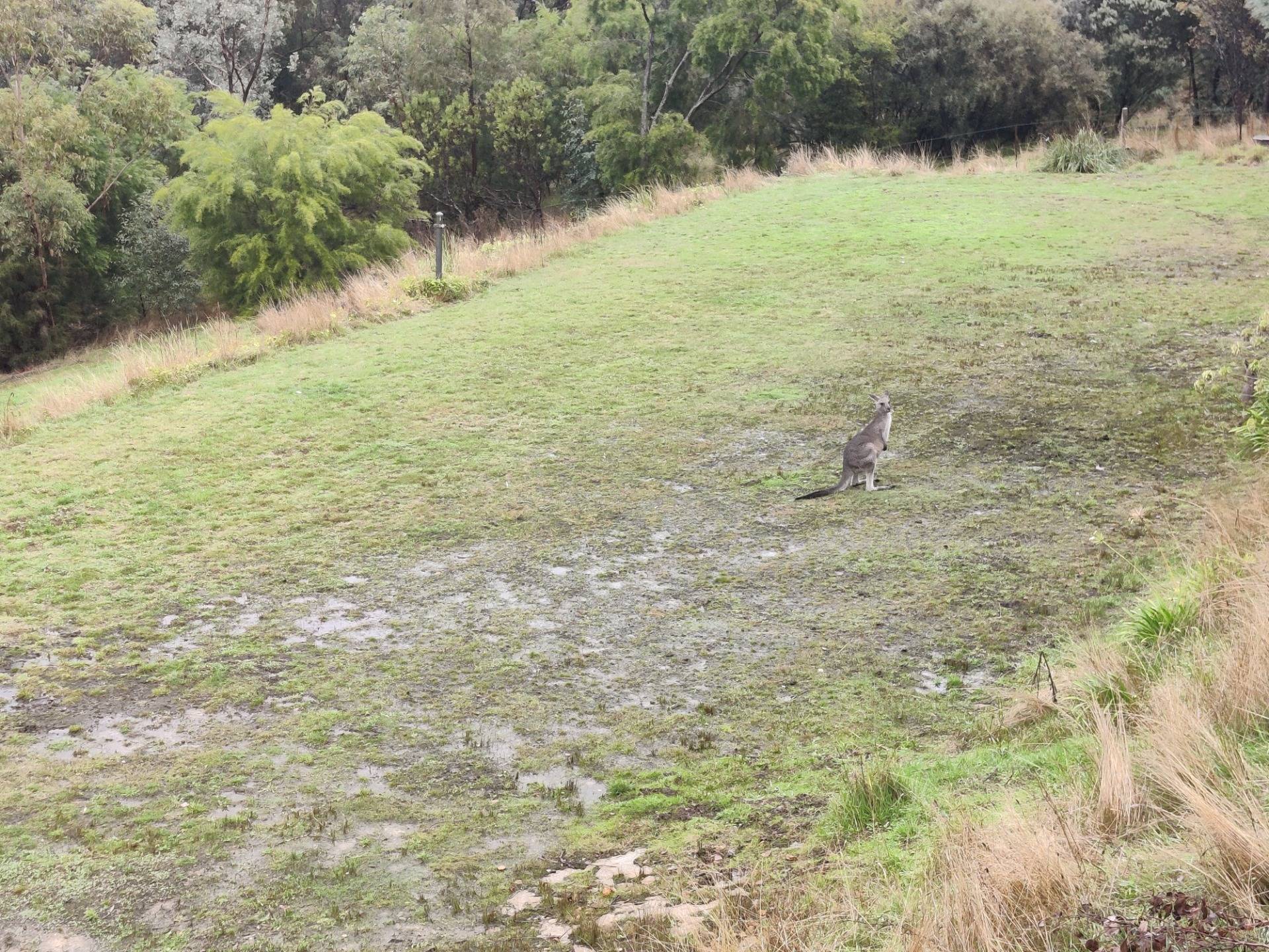 Kangaroo Grounds: AUSTRALIA.jpg