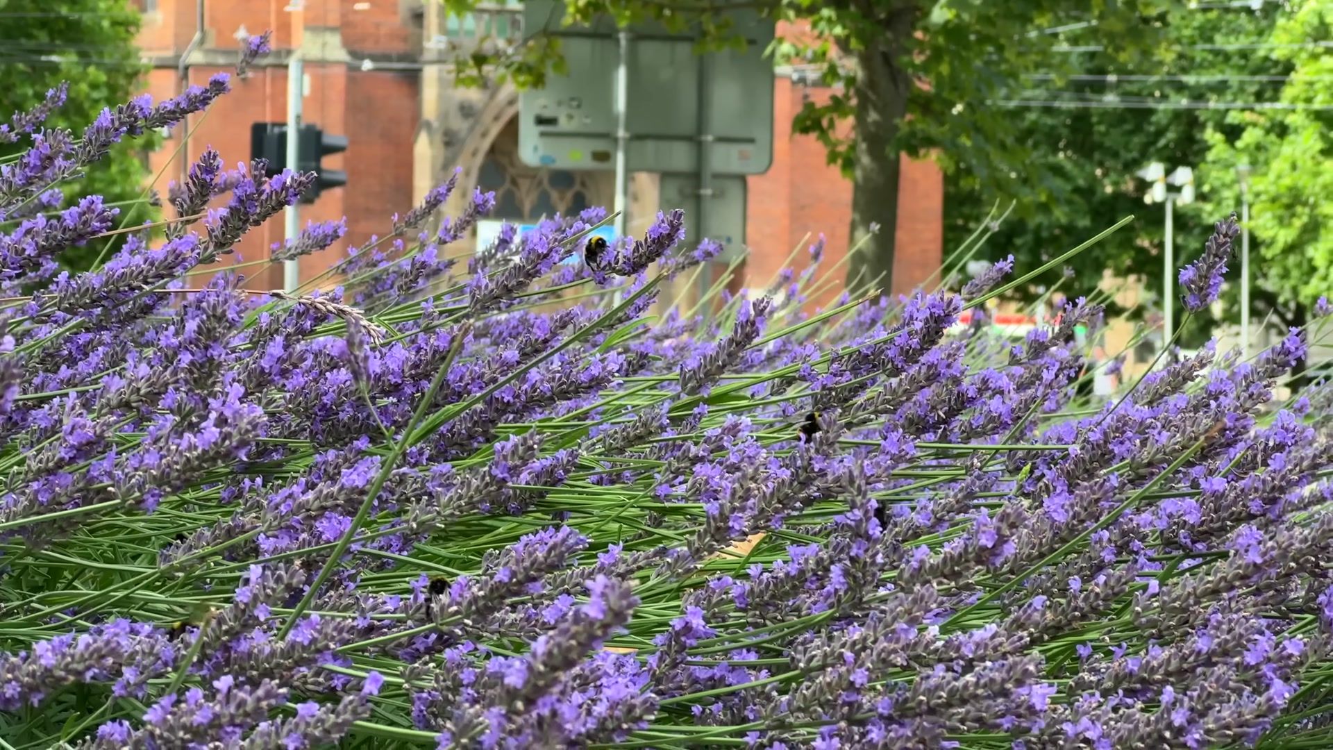 A Historical Walk in Brno, Czechia