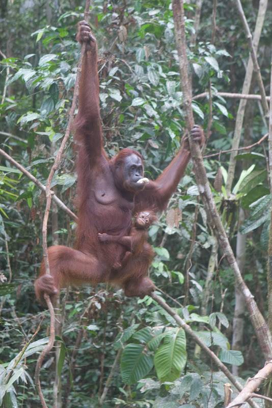 Those orangutans were rescued from slavery, now you can see them living in the wild