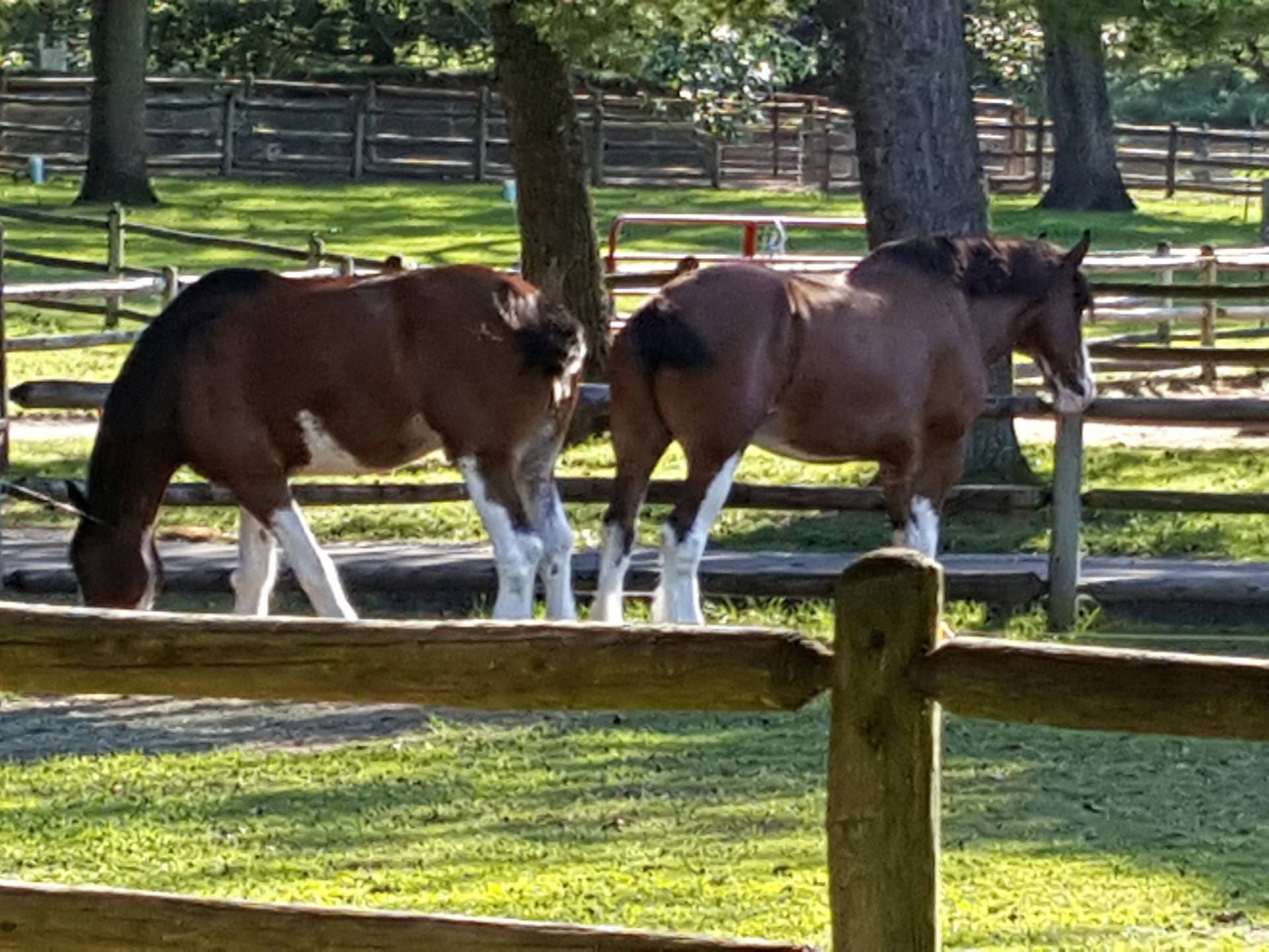 Discover the Clydesdales In St. Louis