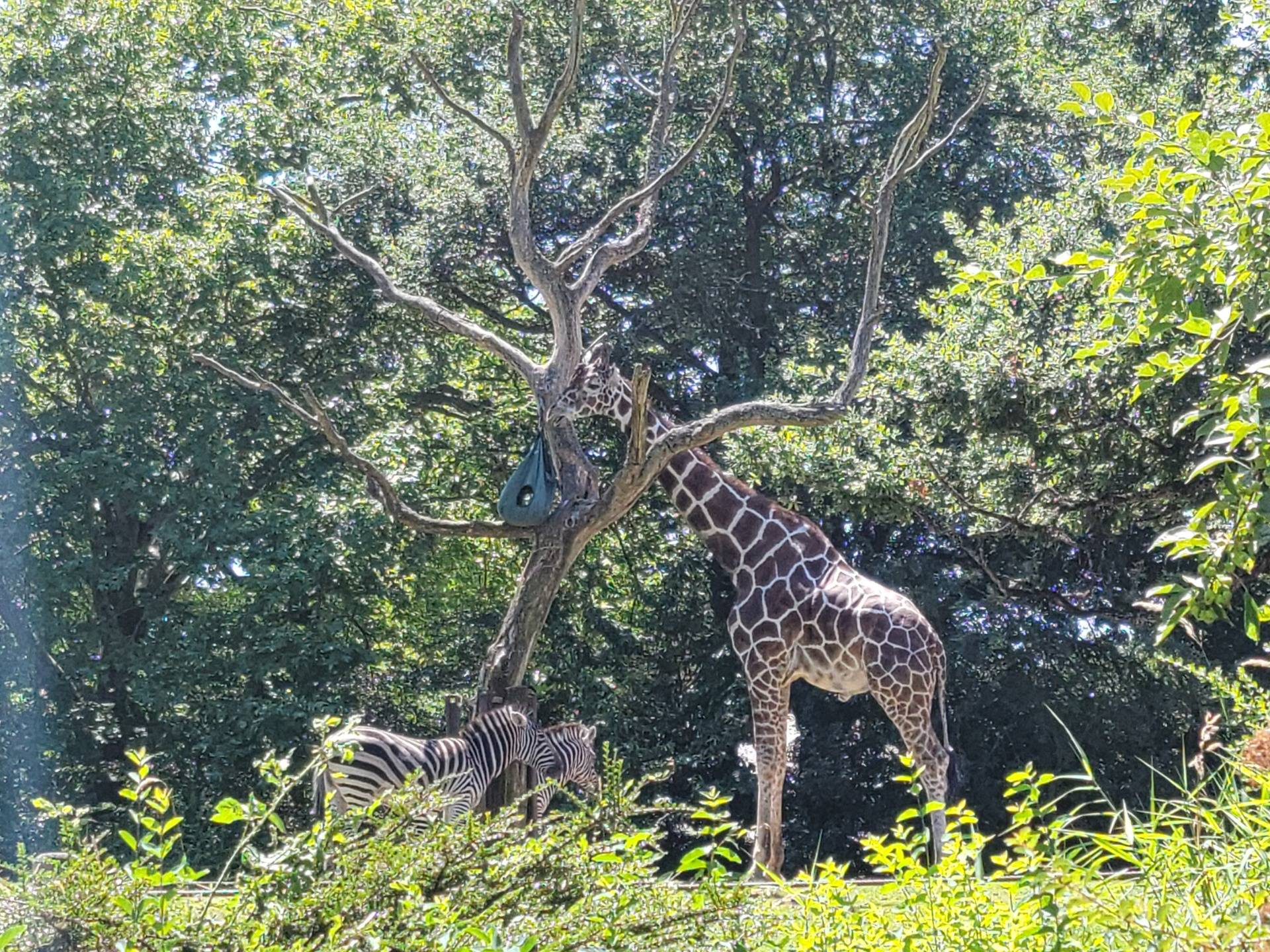 The zebras and a giraffe enjoying the day.