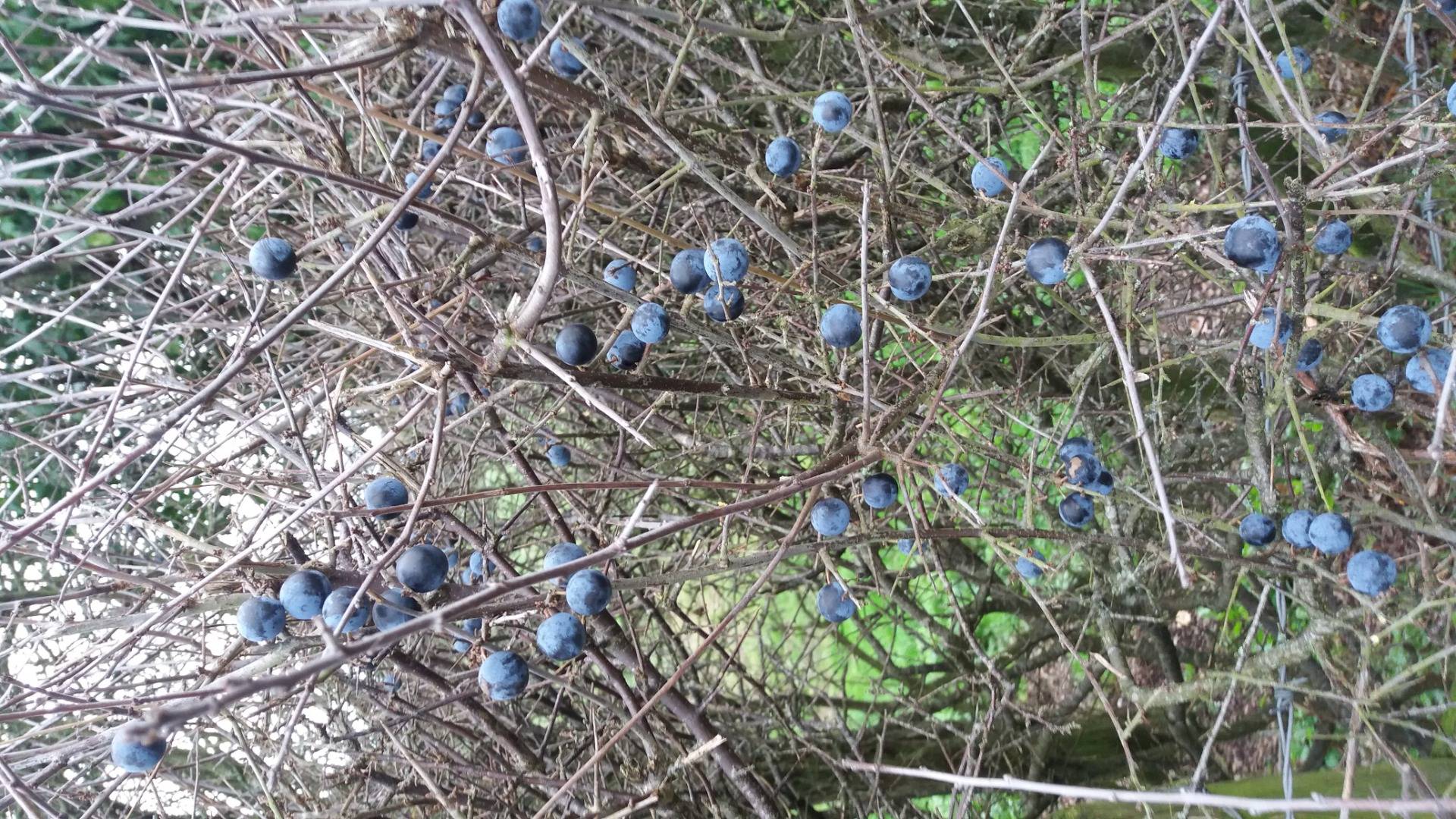 Sloes/Blackthorn berries. Quite common in the UK and often used to make homemade sloe gin