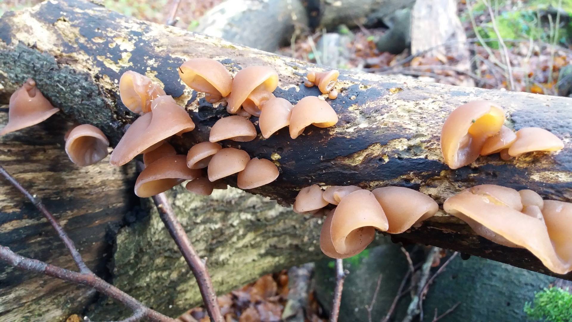 Jelly Ear Fungi