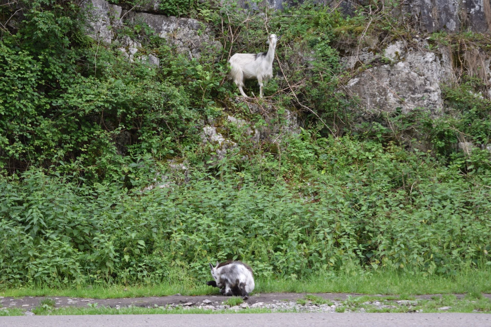 We found some goats