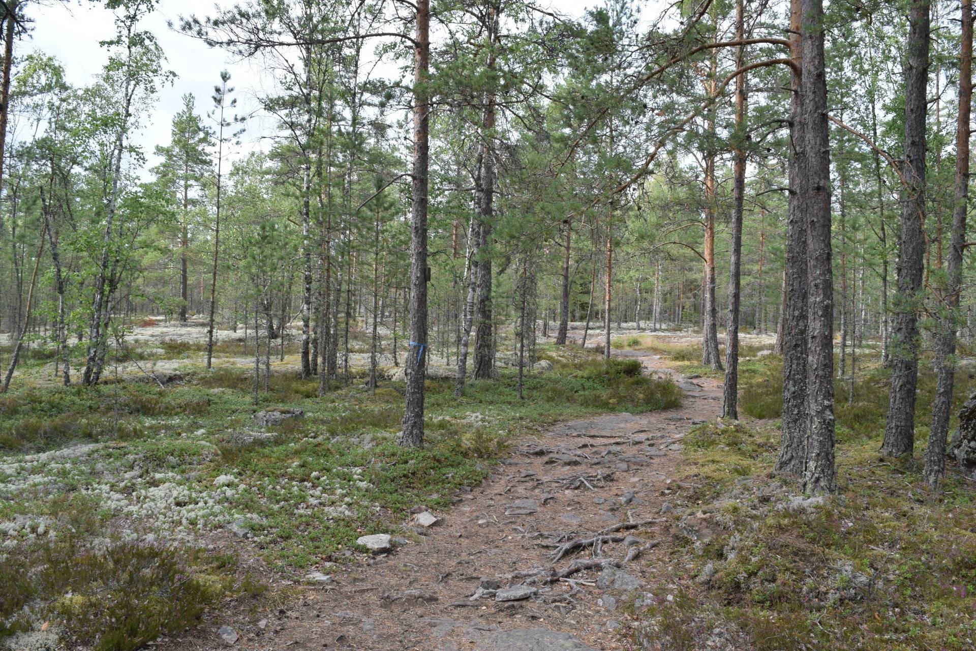 Rugged and creepy looking forest area in Sammallahdenmäki