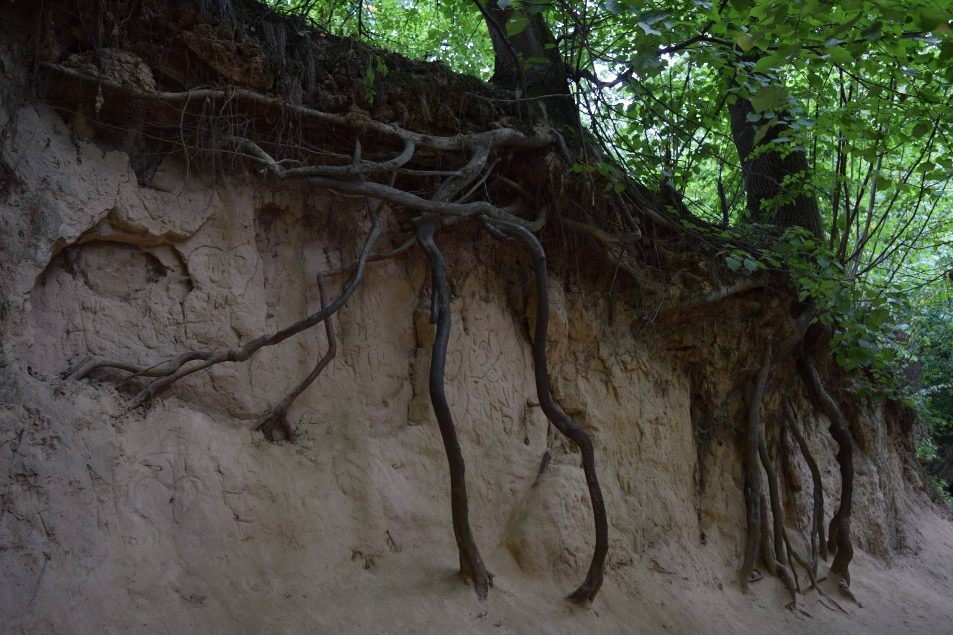 Amazing looking tree roots
