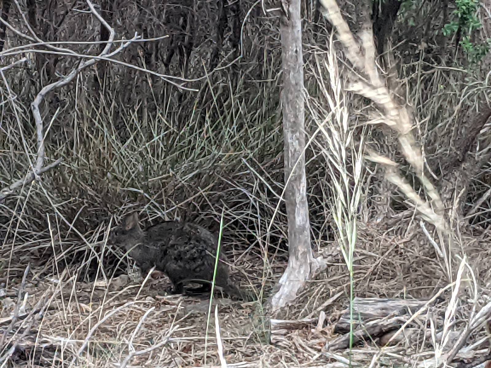 There was heaps of wildlife in the bush on either side of the parkrun course. I saw several small mammals while I was walking (and Brad was running). I think this is a pademelon? Kind of like a wallaby or a very small kangaroo but even shorter and stockier, but just as cute!