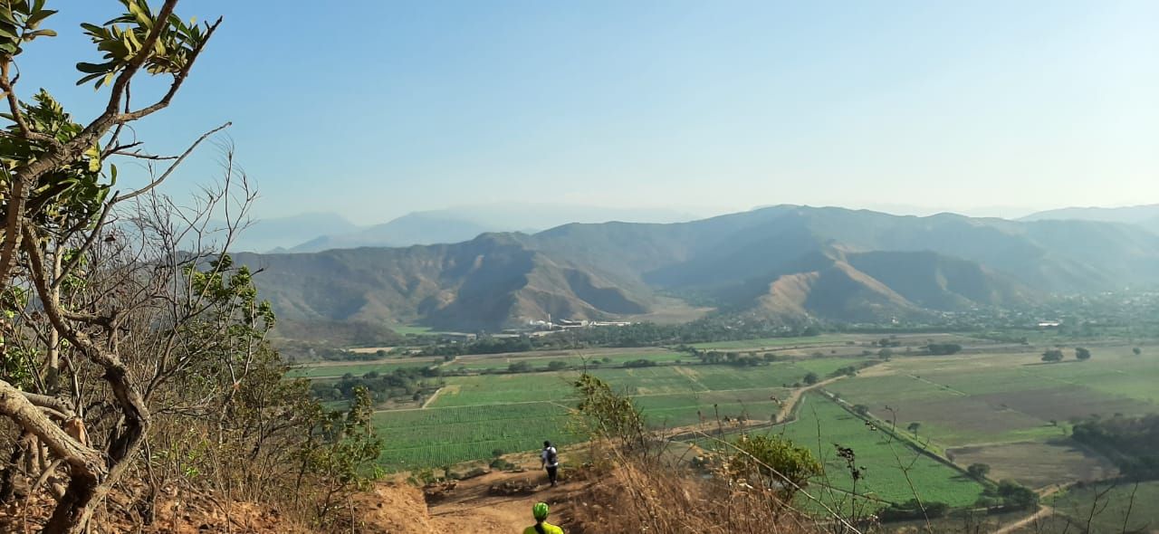 Paisaje de cultivo de caña de azúcar/ Sugar cane cultivation landscape