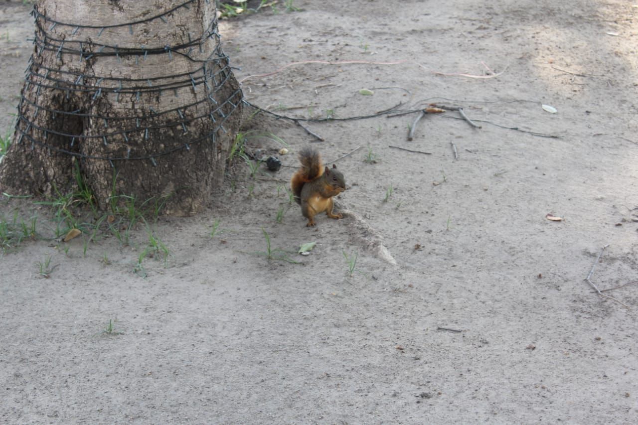 Squirrels eat fruits from the garden