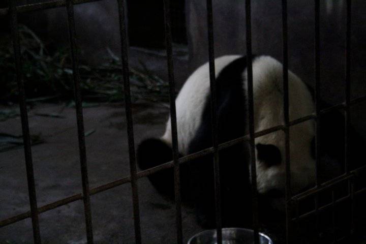 One of the hidden Panda Bears.