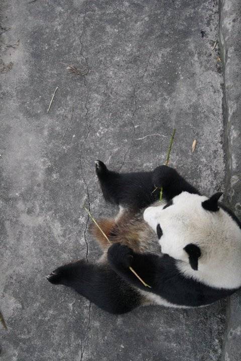 The Shame of visiting Panda Bear Prison // Xian, China.