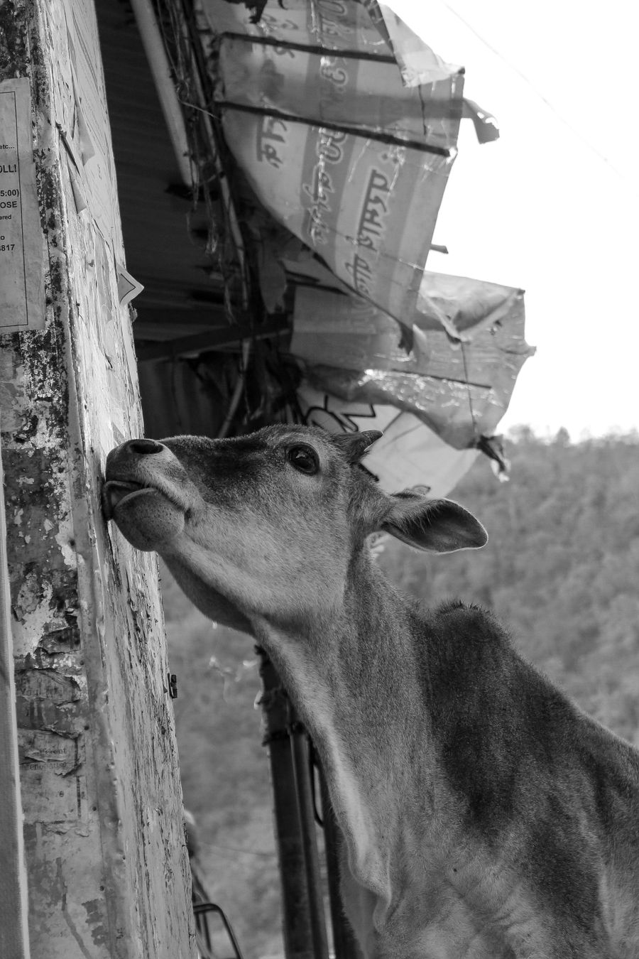 A cow on the road to the Ashram.