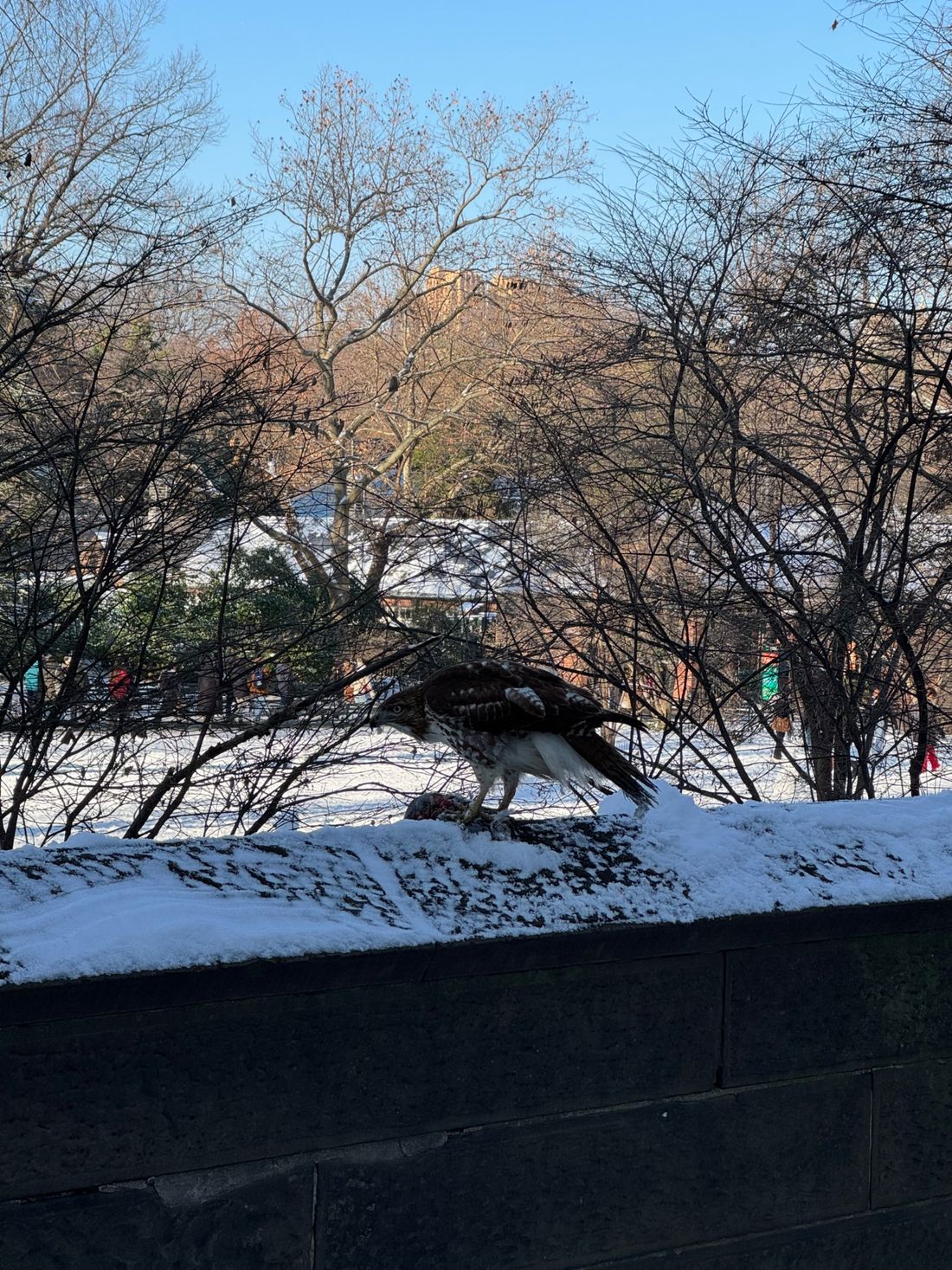 Bird of prey enjoying a meal in Central Park