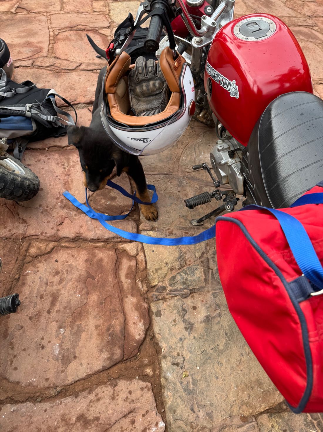 Puppy grabbing my luggage strap