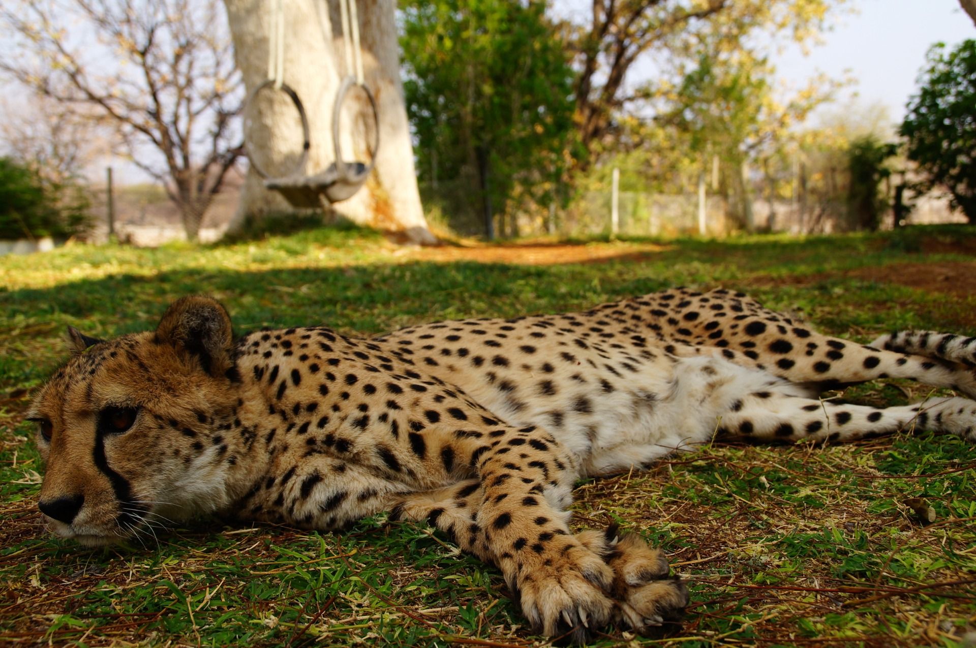 Lazy like a lion