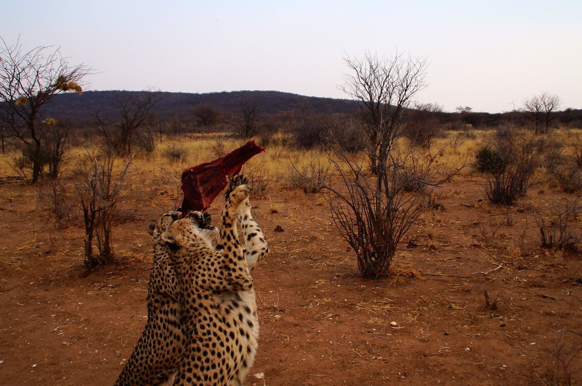 Easy, easy, there will be enough for everyone