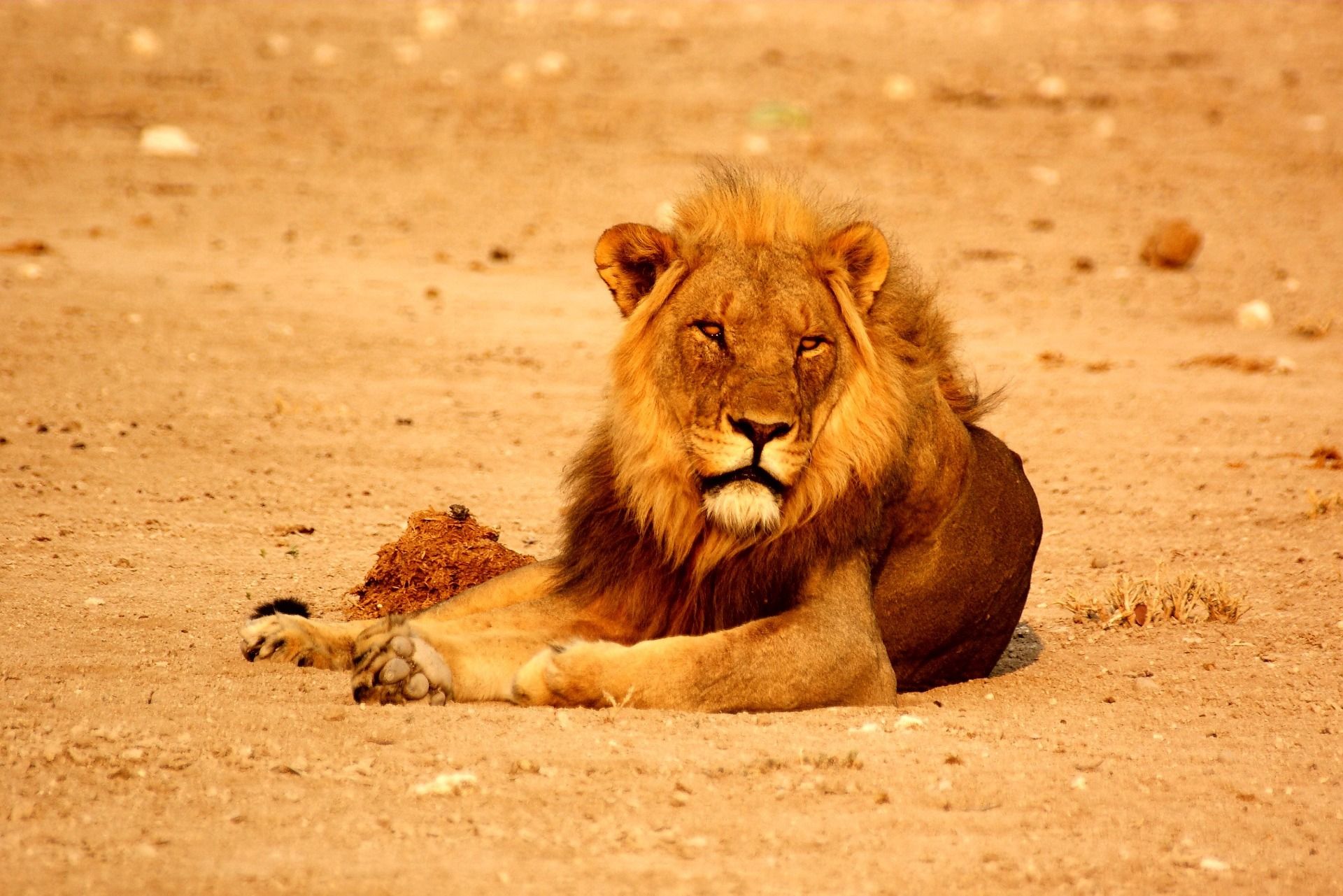 My travel story: Namibia Day 6 (Etosha NP) - part 5 (29 photos)