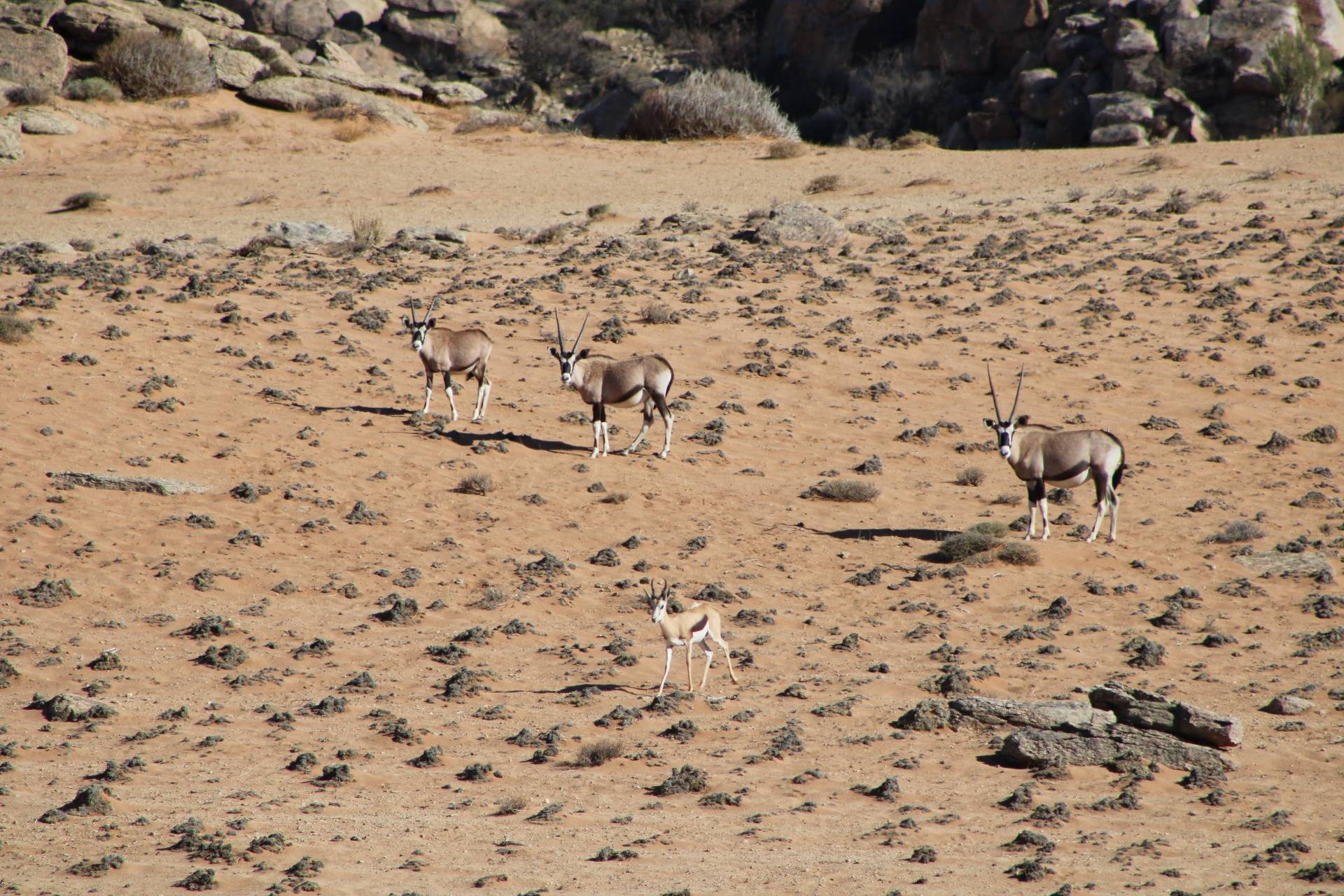 Some Gemsbokke, and a lonely Springbok (South Africa's national animal).