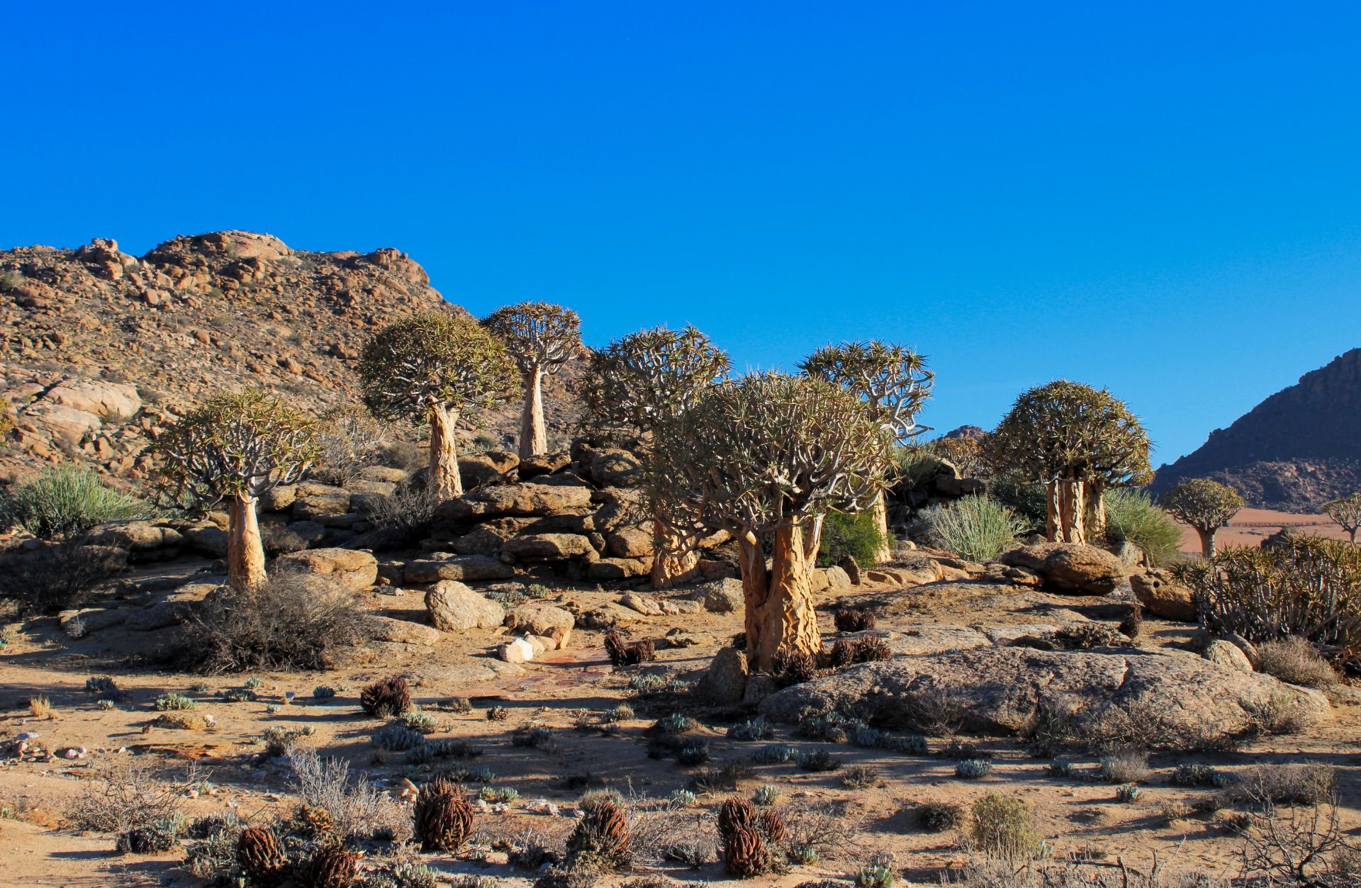 December Holiday: A trip to the Kalahari - Part 1