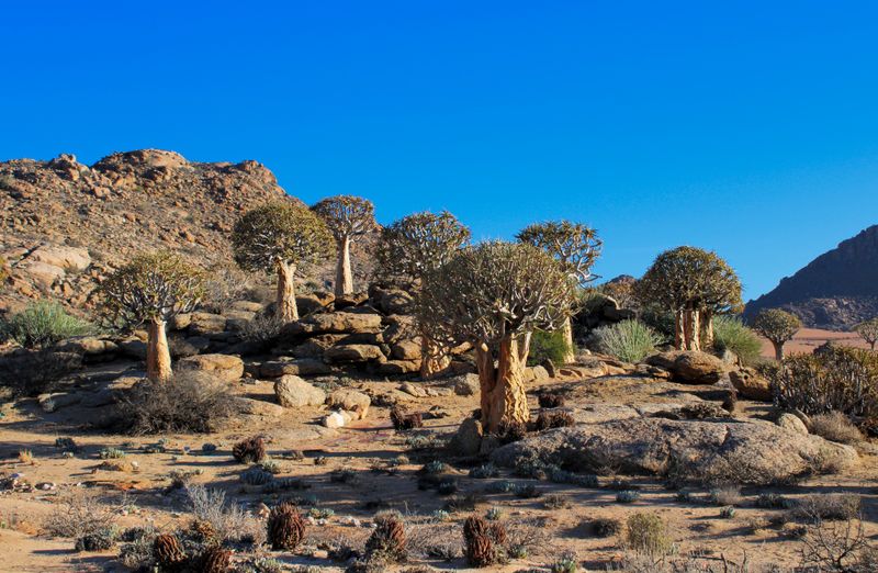Place 3: December Holiday: A trip to the Kalahari - Part 1