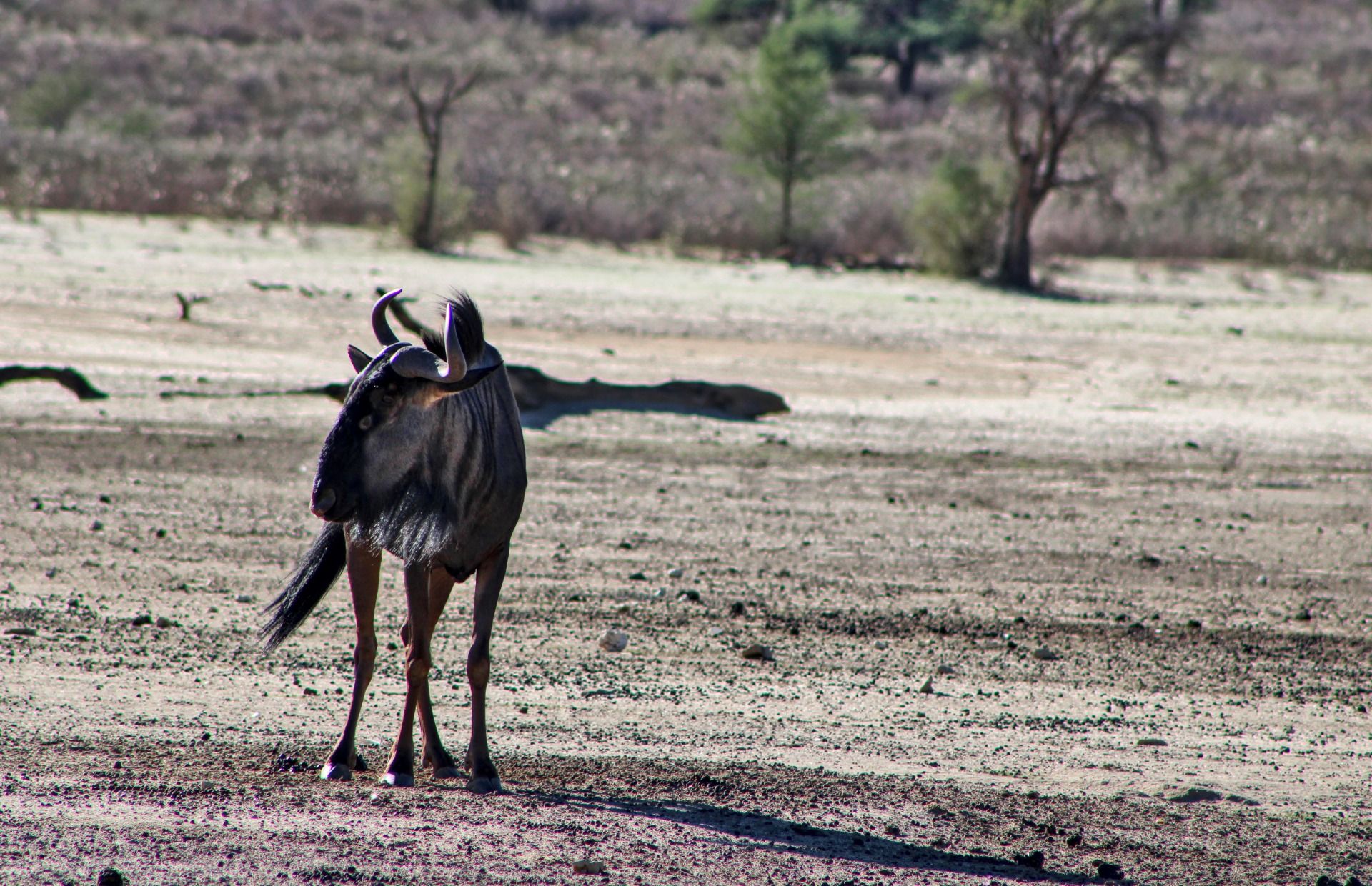 Blue Wildebeest