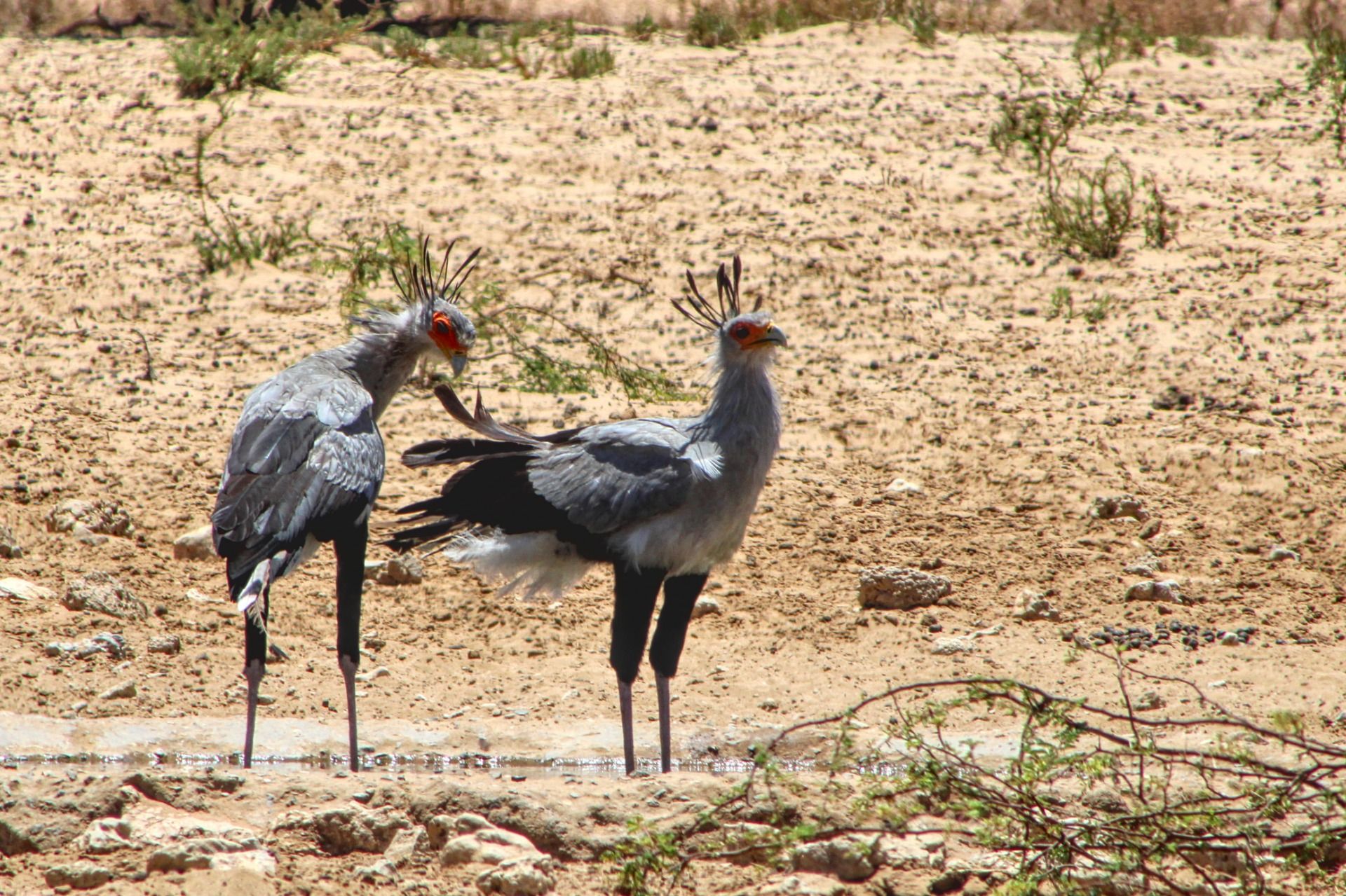 Secretarybirds