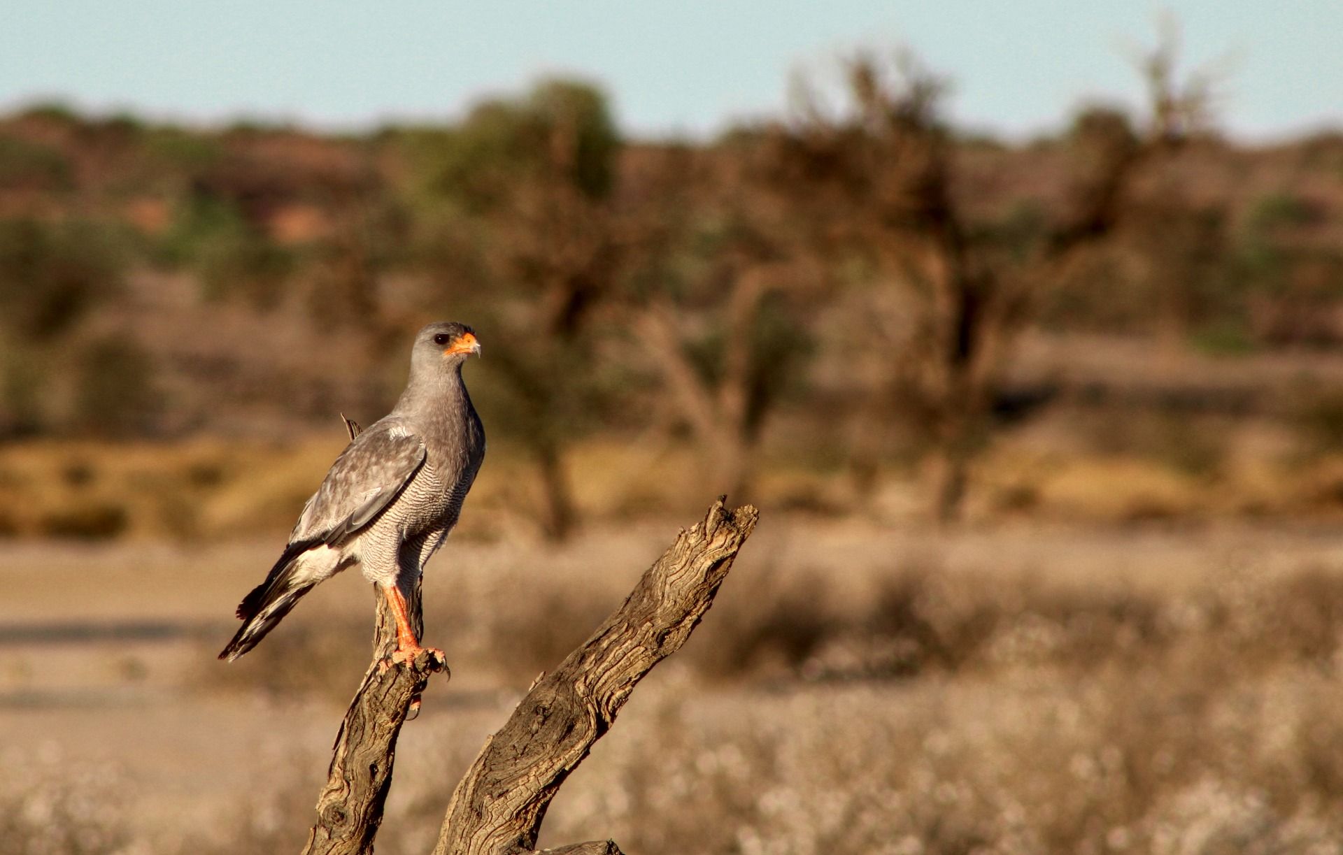 Pale-chanting Goshawk