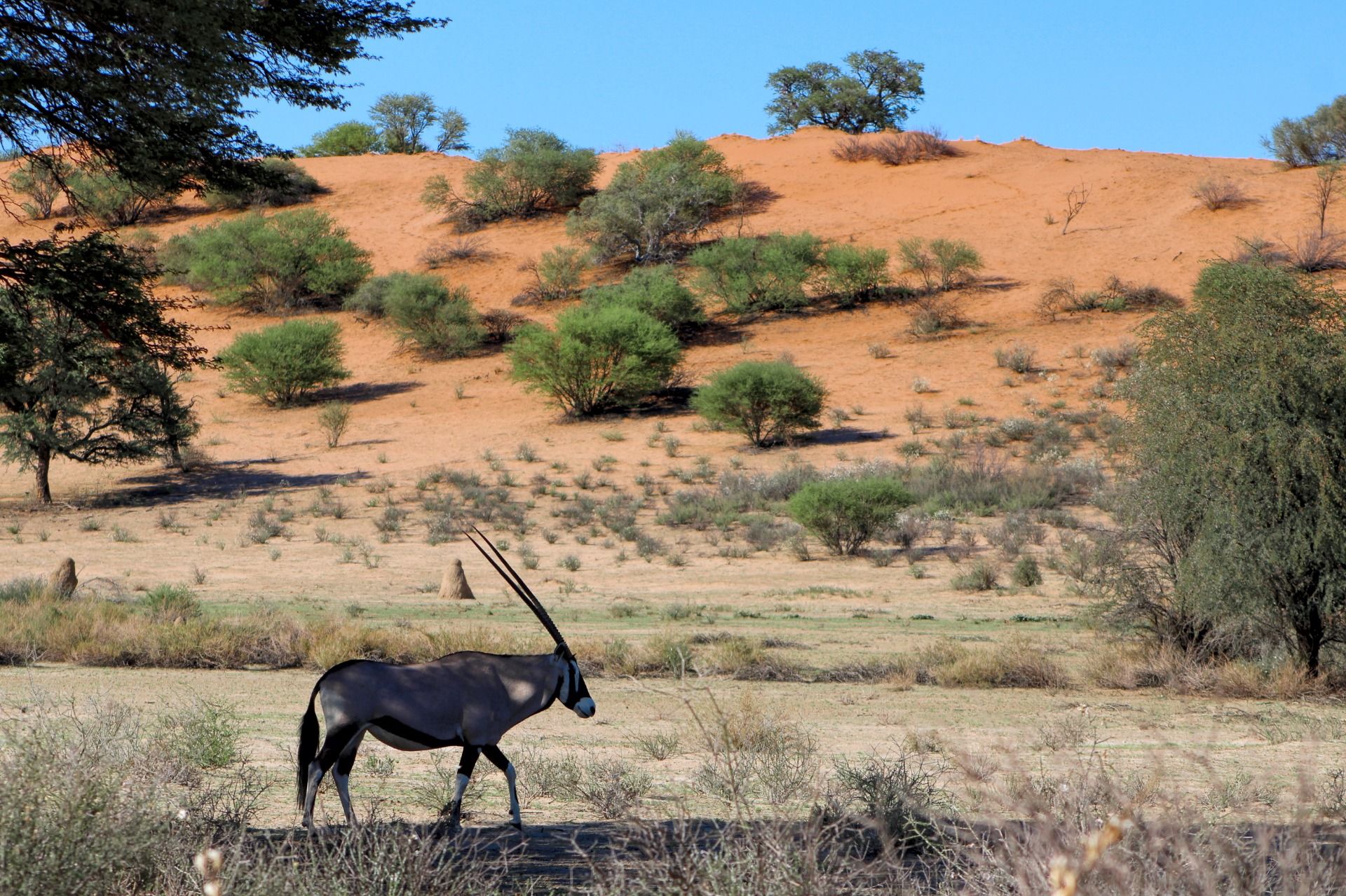 Australia, Oceania & Africa - Weekly Round-Up #101