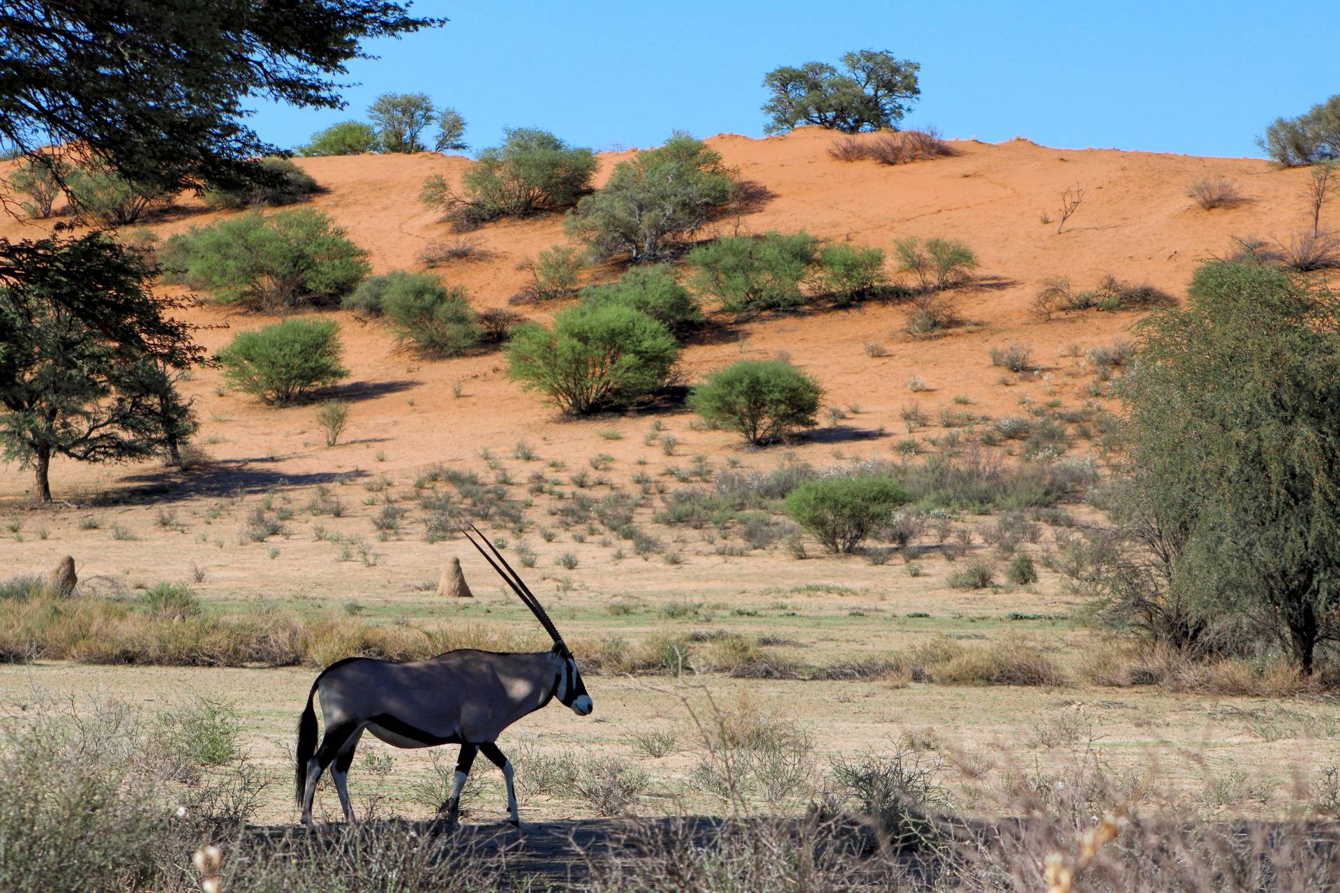 December Holiday: A trip to the Kalahari - Part 3
