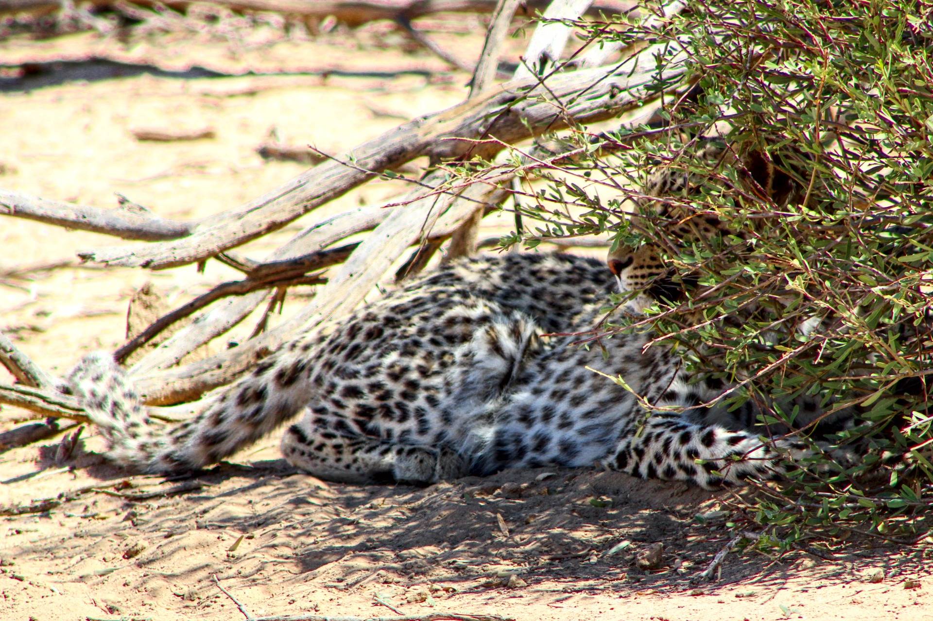 Leopard spending some time in the shade.