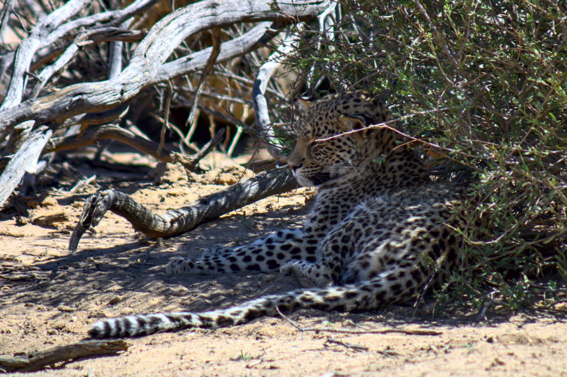 Another photo of the Leopard.